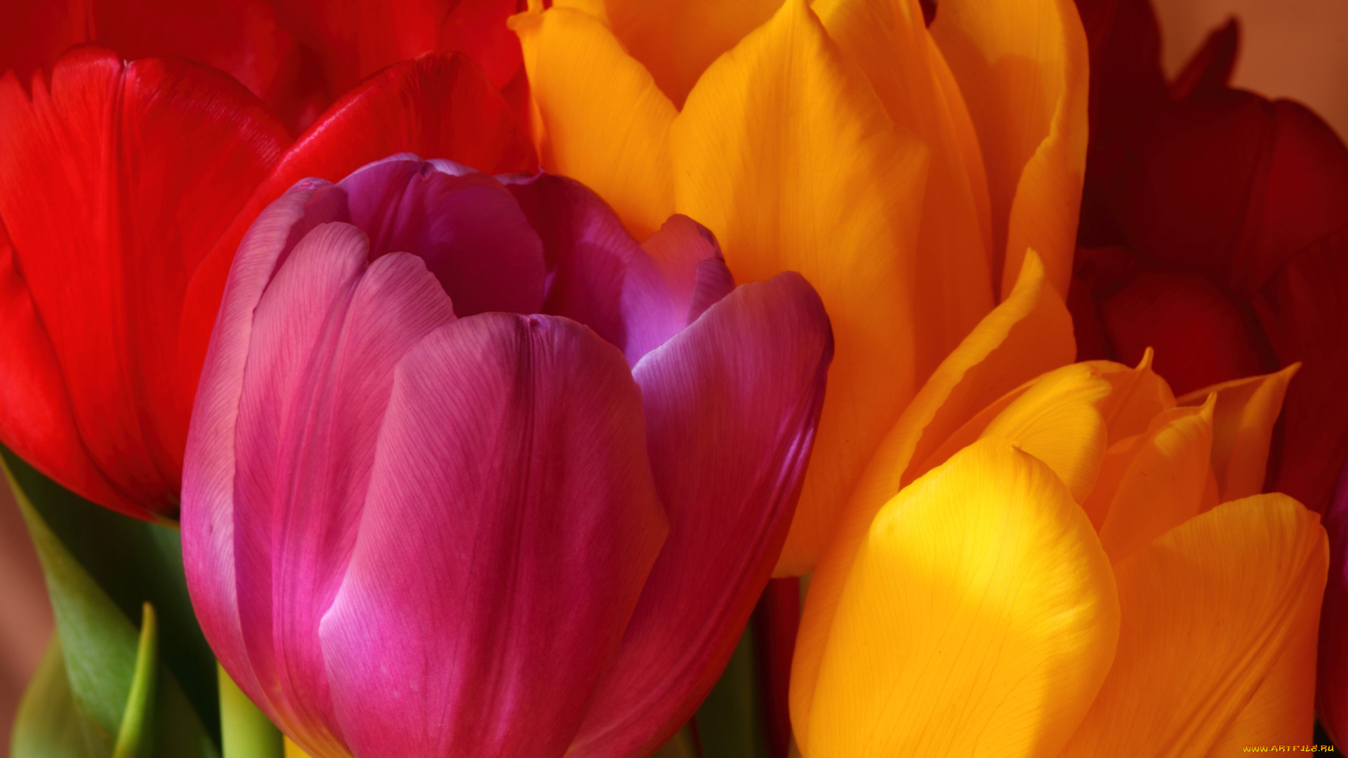 цветы, тюльпаны