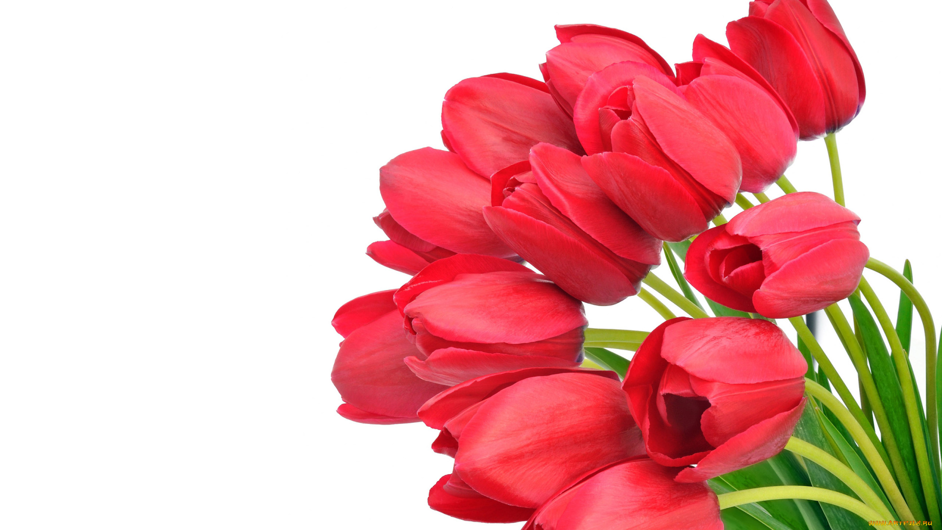 цветы, тюльпаны