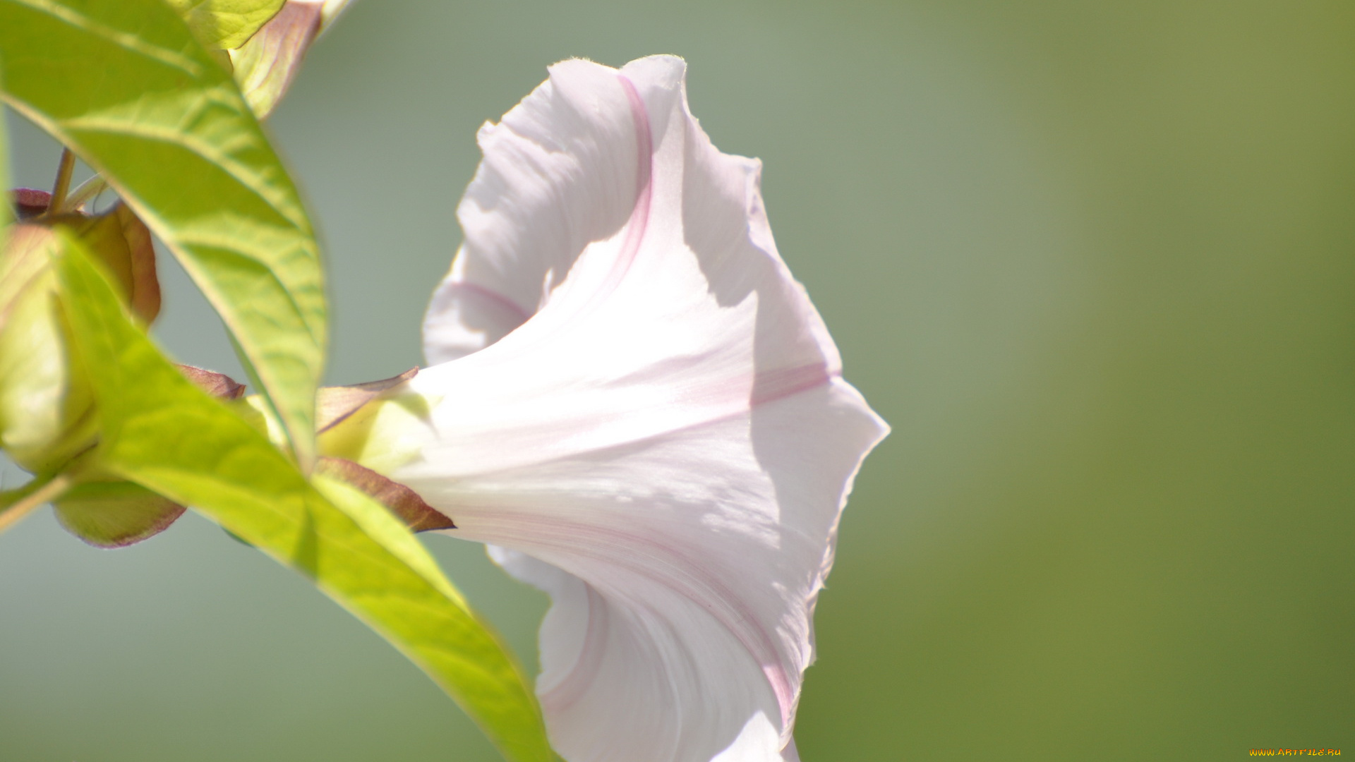 цветы, вьюнки, ипомеи