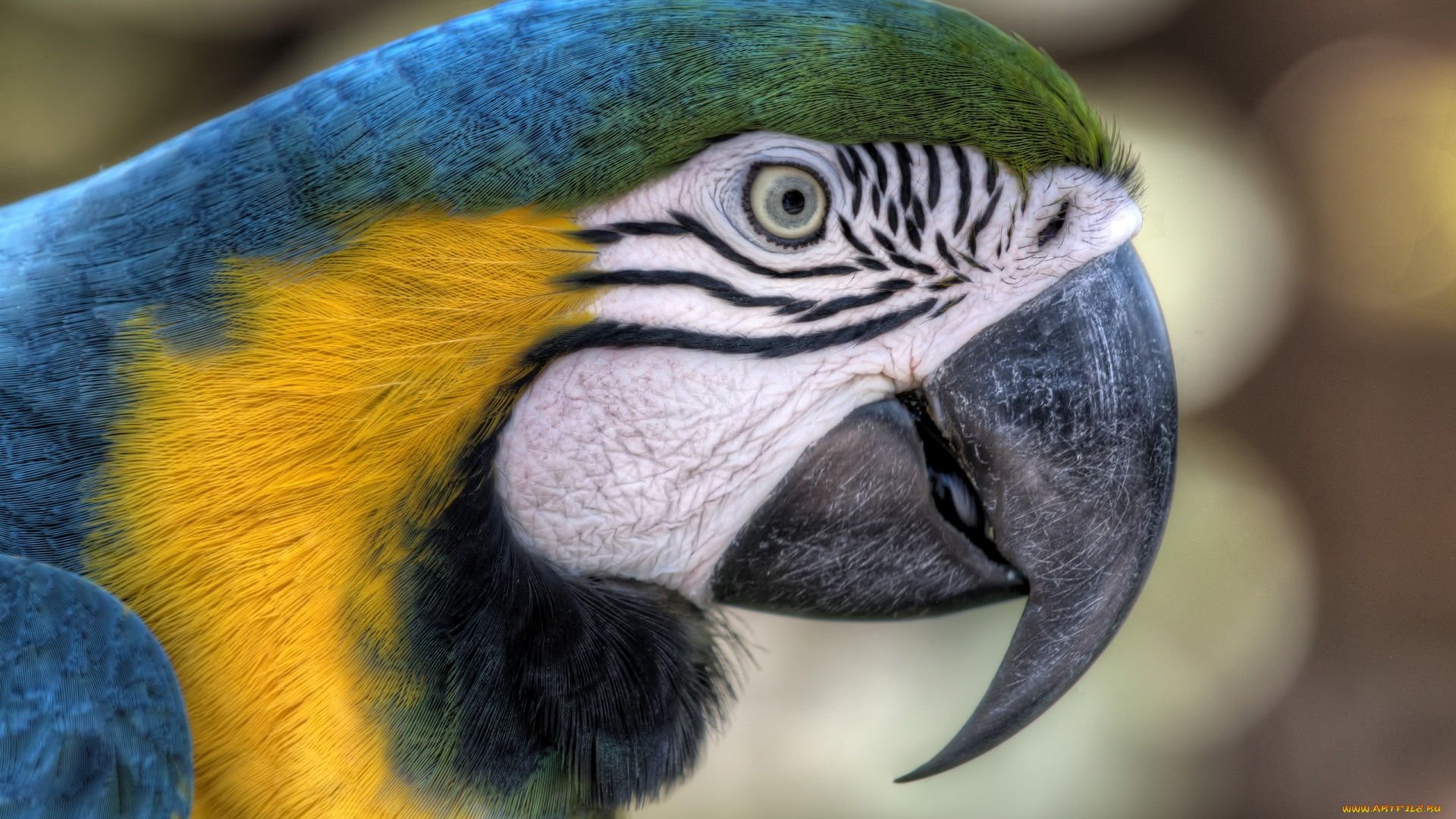 животные, попугаи