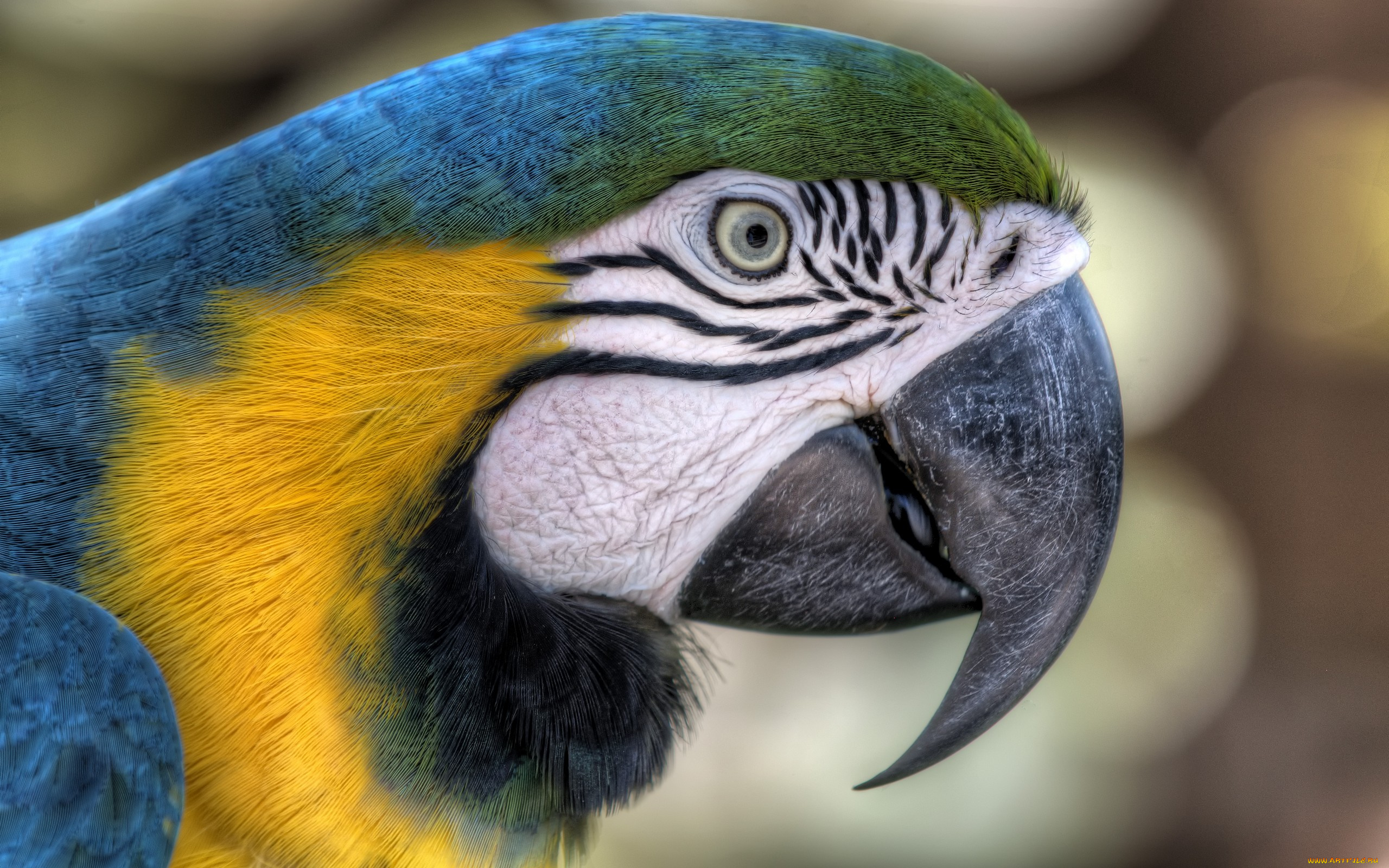 животные, попугаи