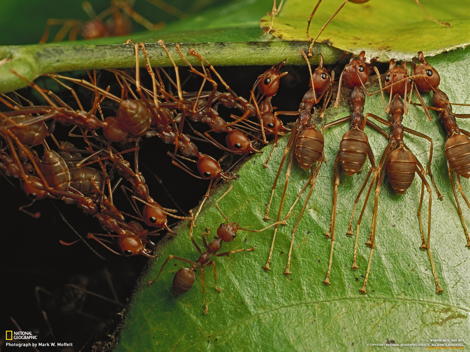 животные, насекомые