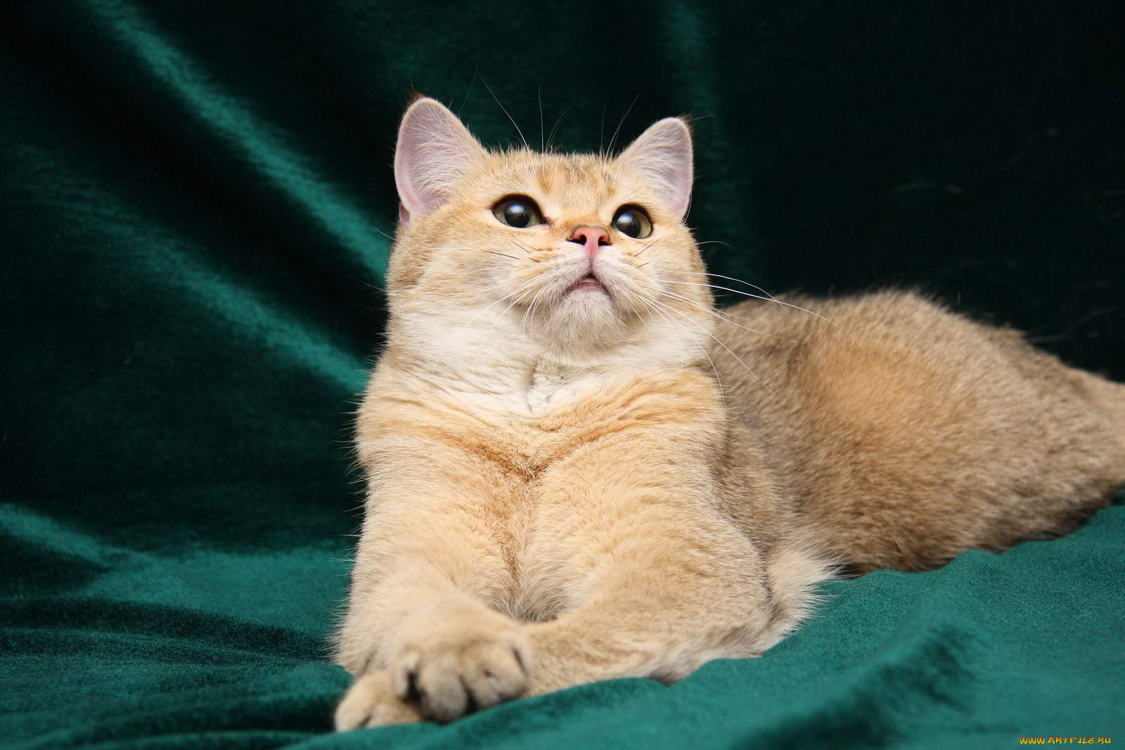 животные, коты, британка