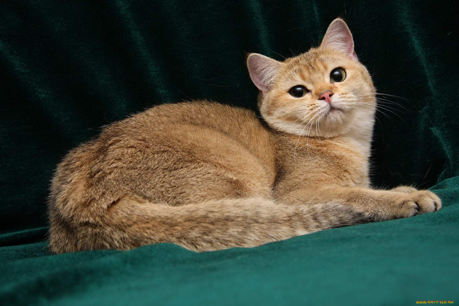 животные, коты, британка