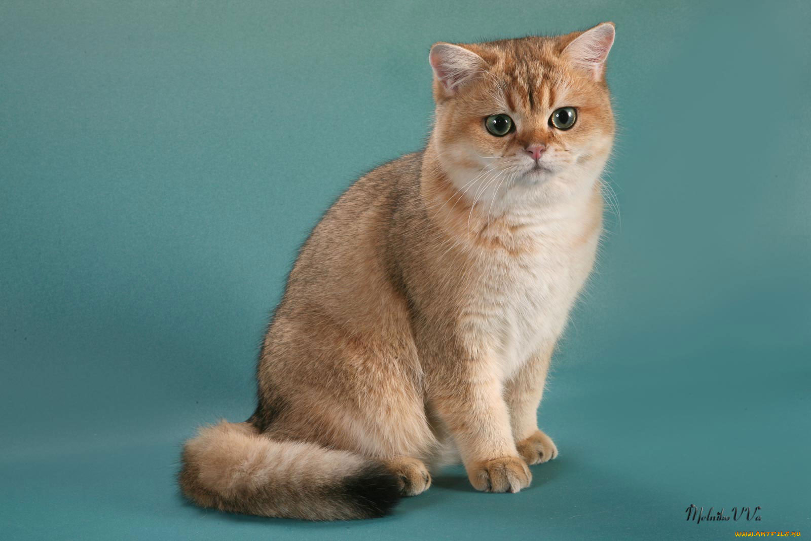 животные, коты, британка