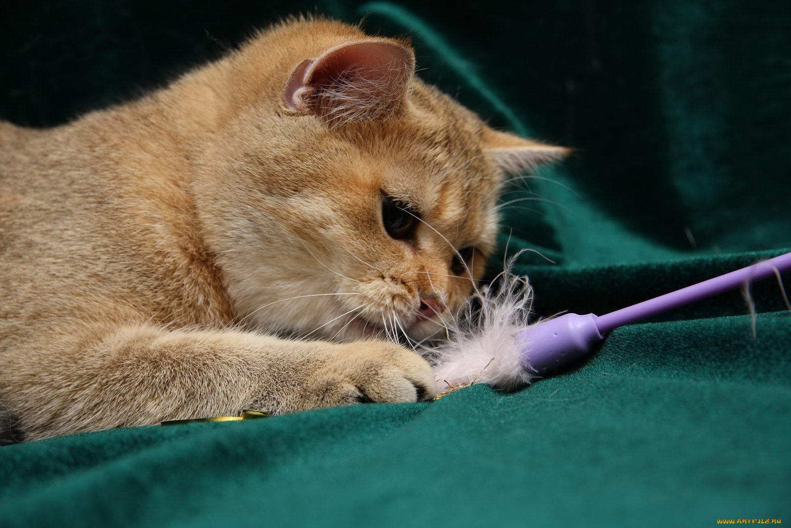 животные, коты, британка