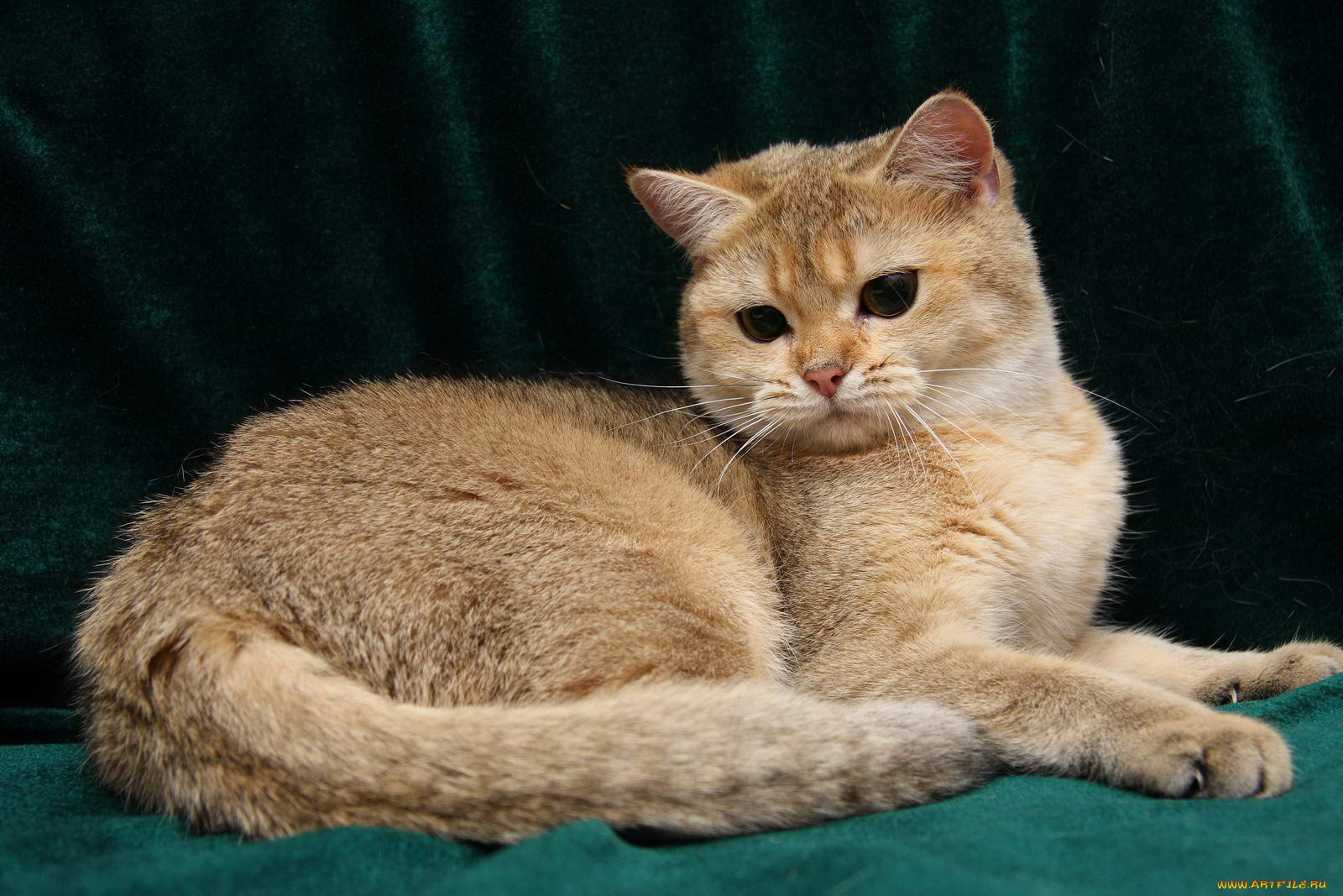 животные, коты, британка