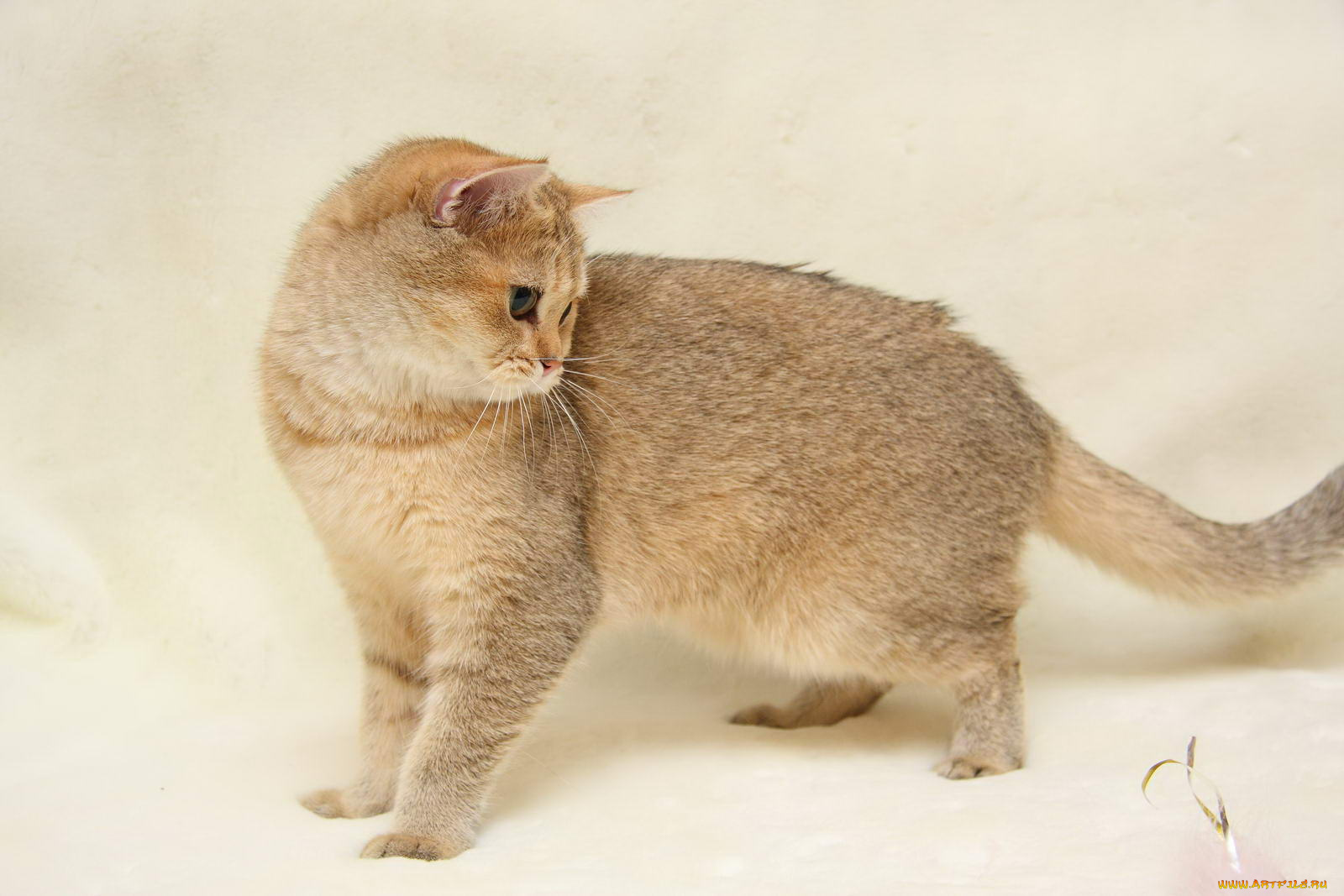 животные, коты, британка