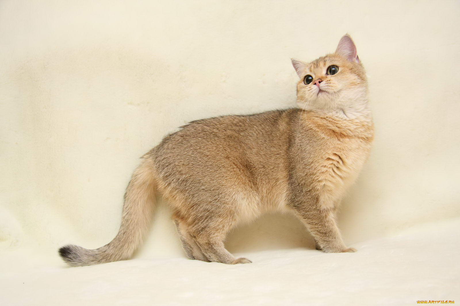 животные, коты, британка