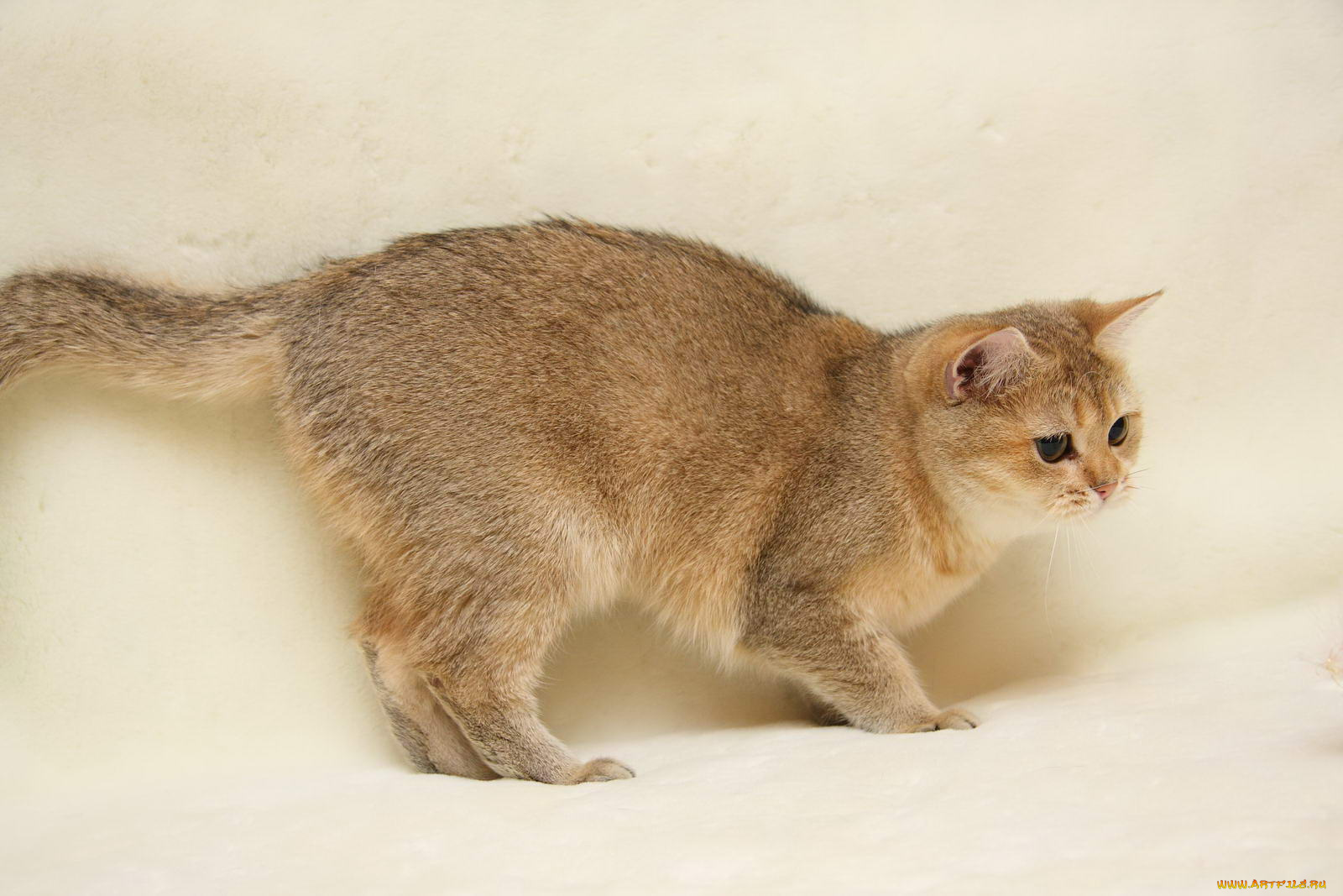 животные, коты, британка