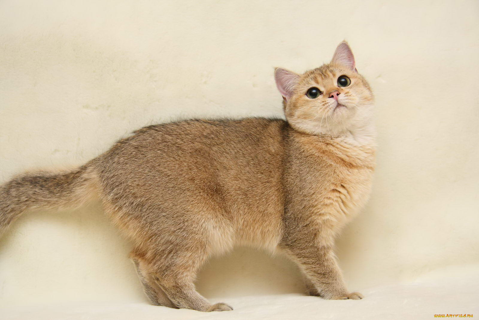 животные, коты, британка