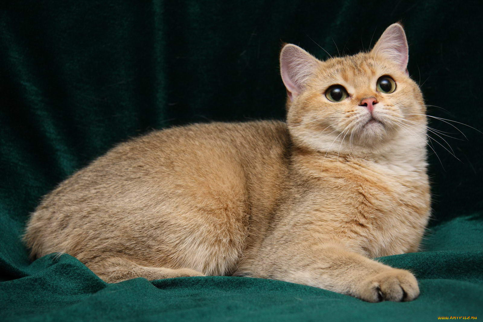 животные, коты, британка