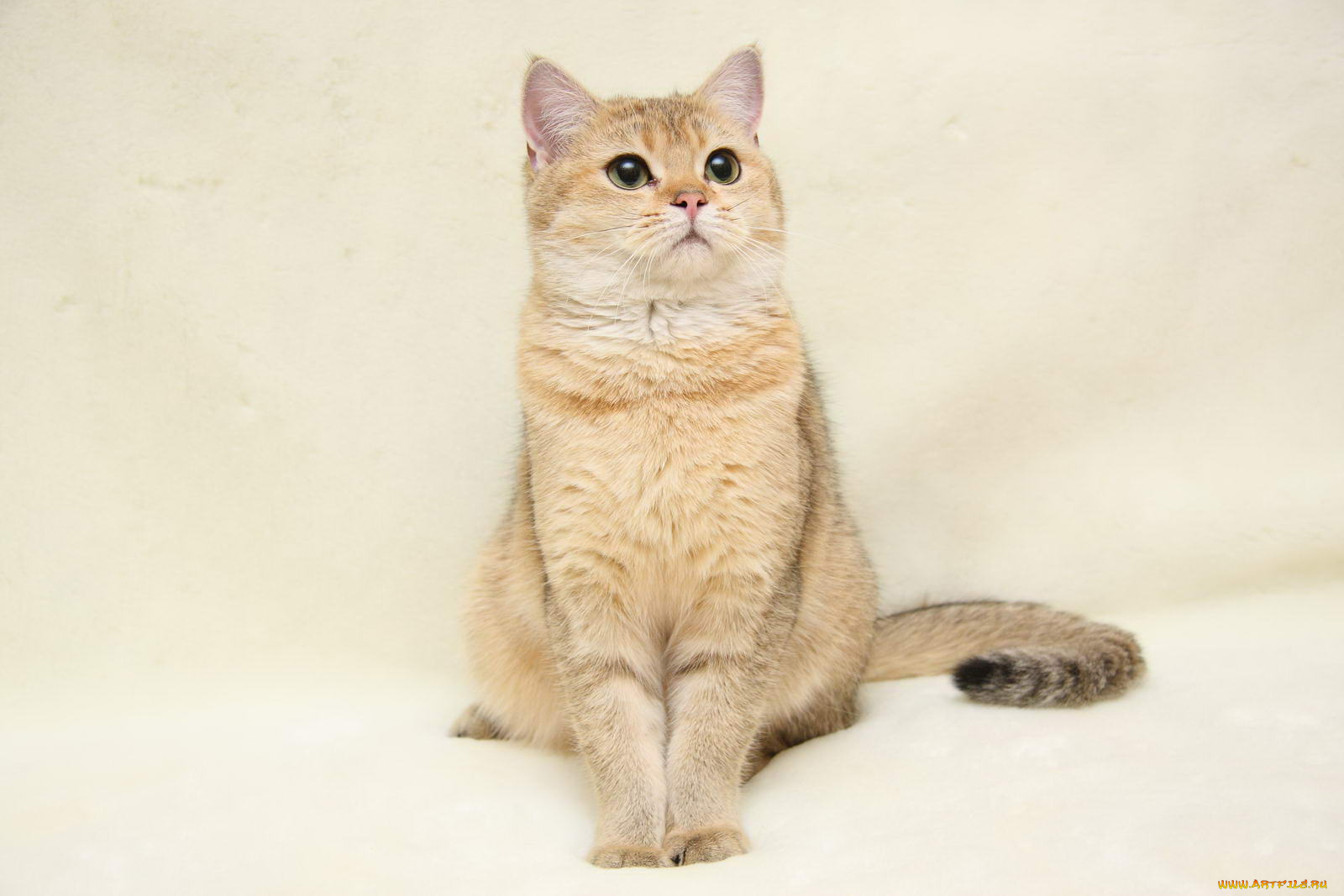 животные, коты, британка