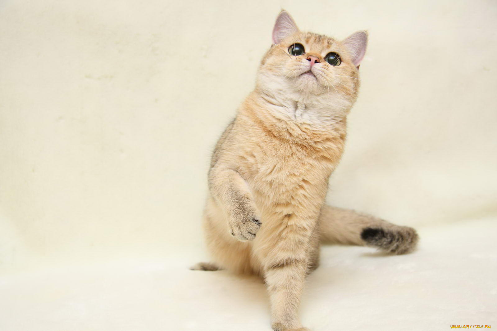 животные, коты, британка