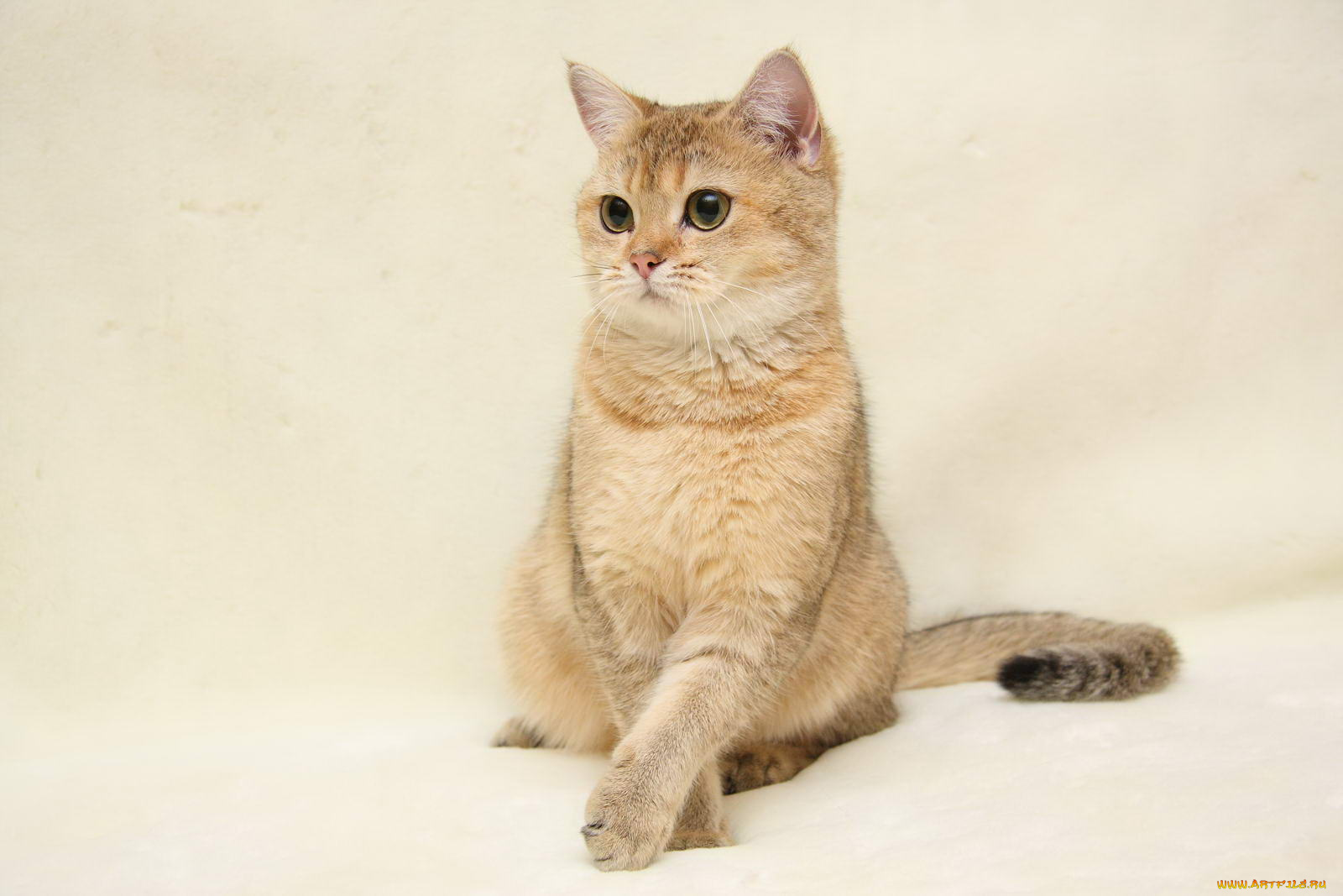 животные, коты, британка