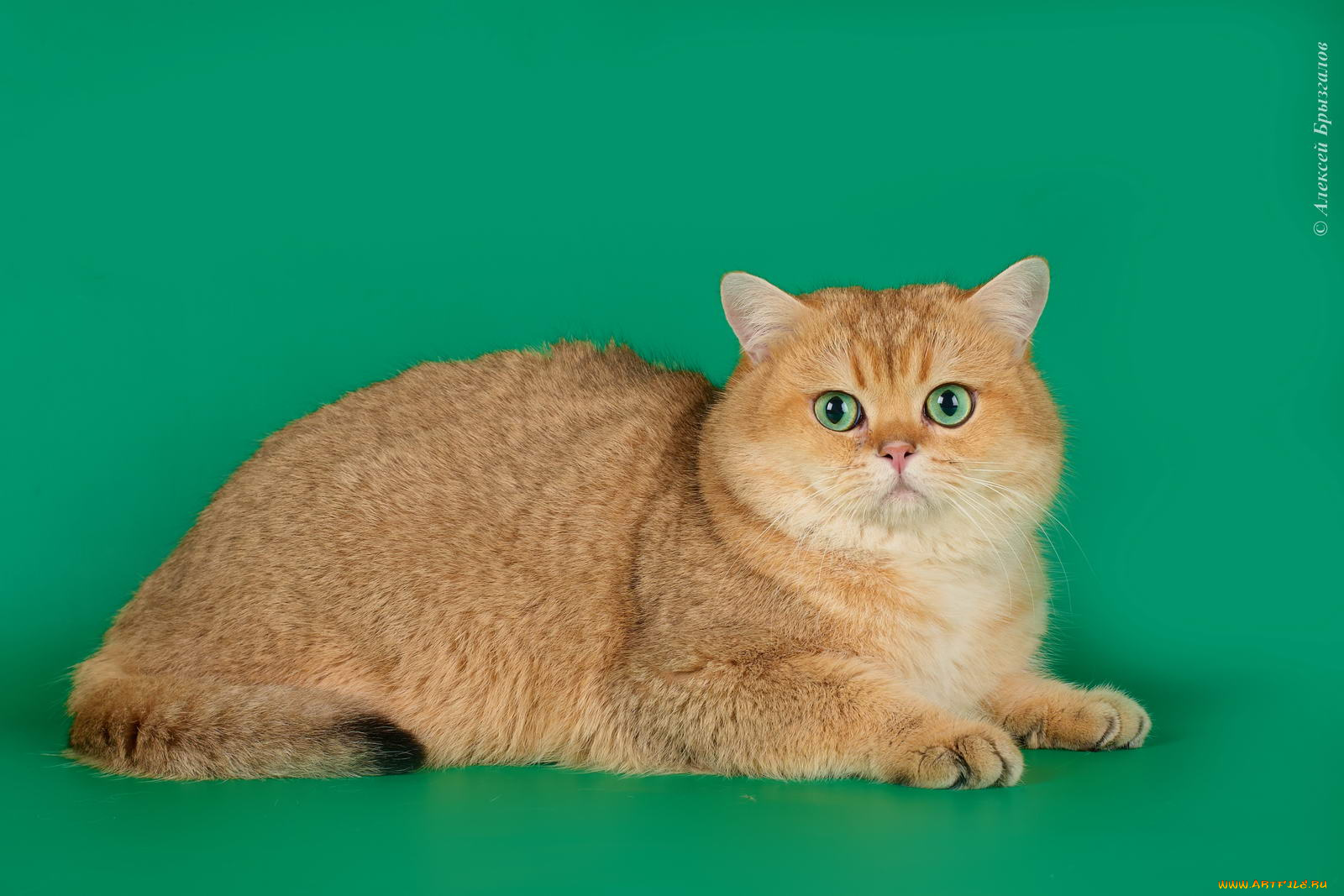 животные, коты, британка, рыжий