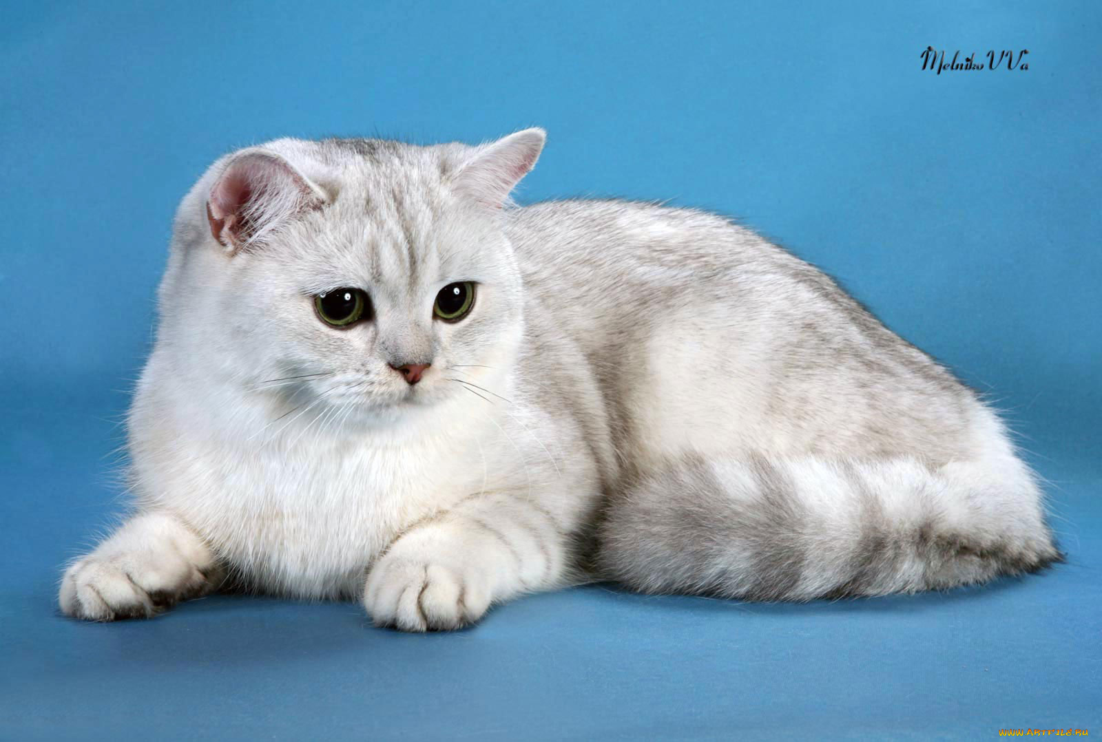 животные, коты, британец