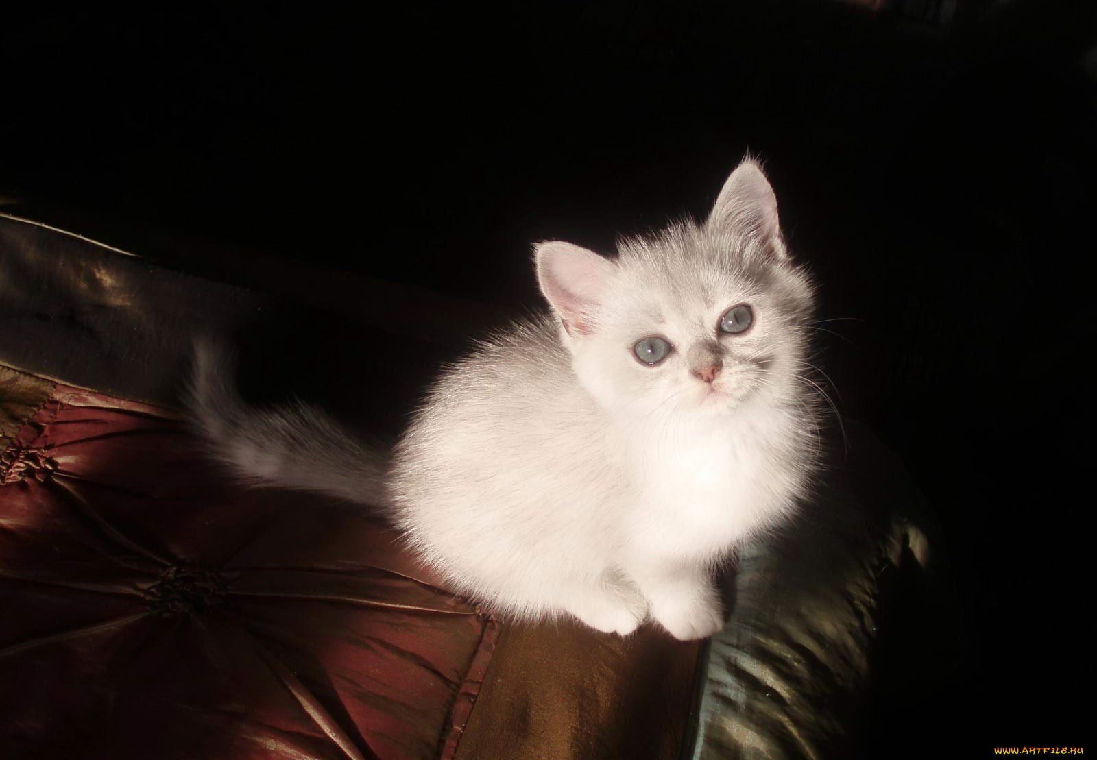 животные, коты, британец, котенок