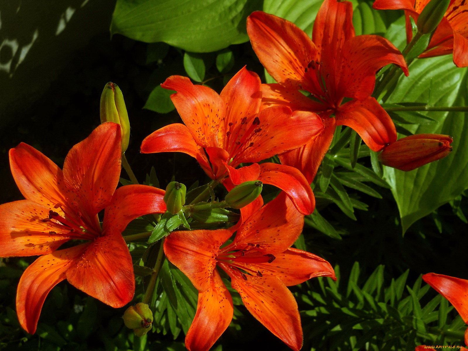 цветы, лилии, лилейники