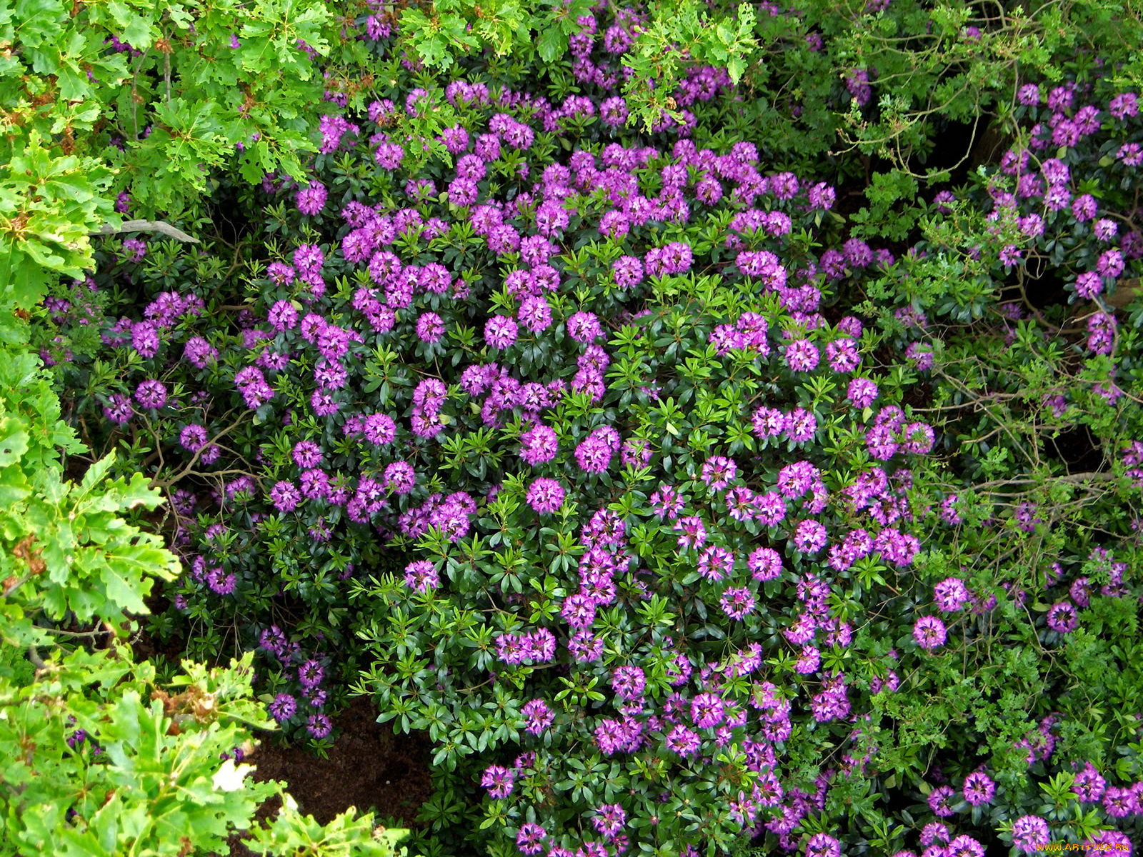 цветы, рододендроны, азалии, азалия