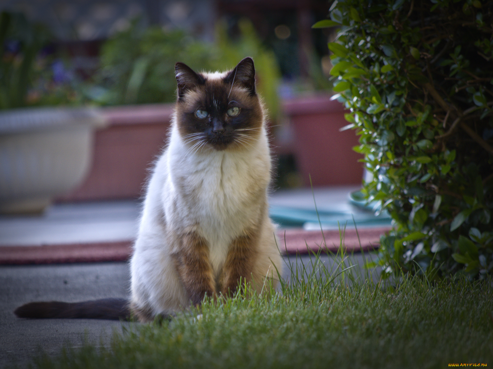 животные, коты, кот, куст, сиамский