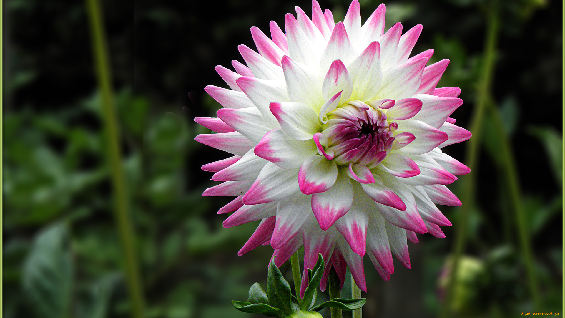 цветы, георгины, лепестки