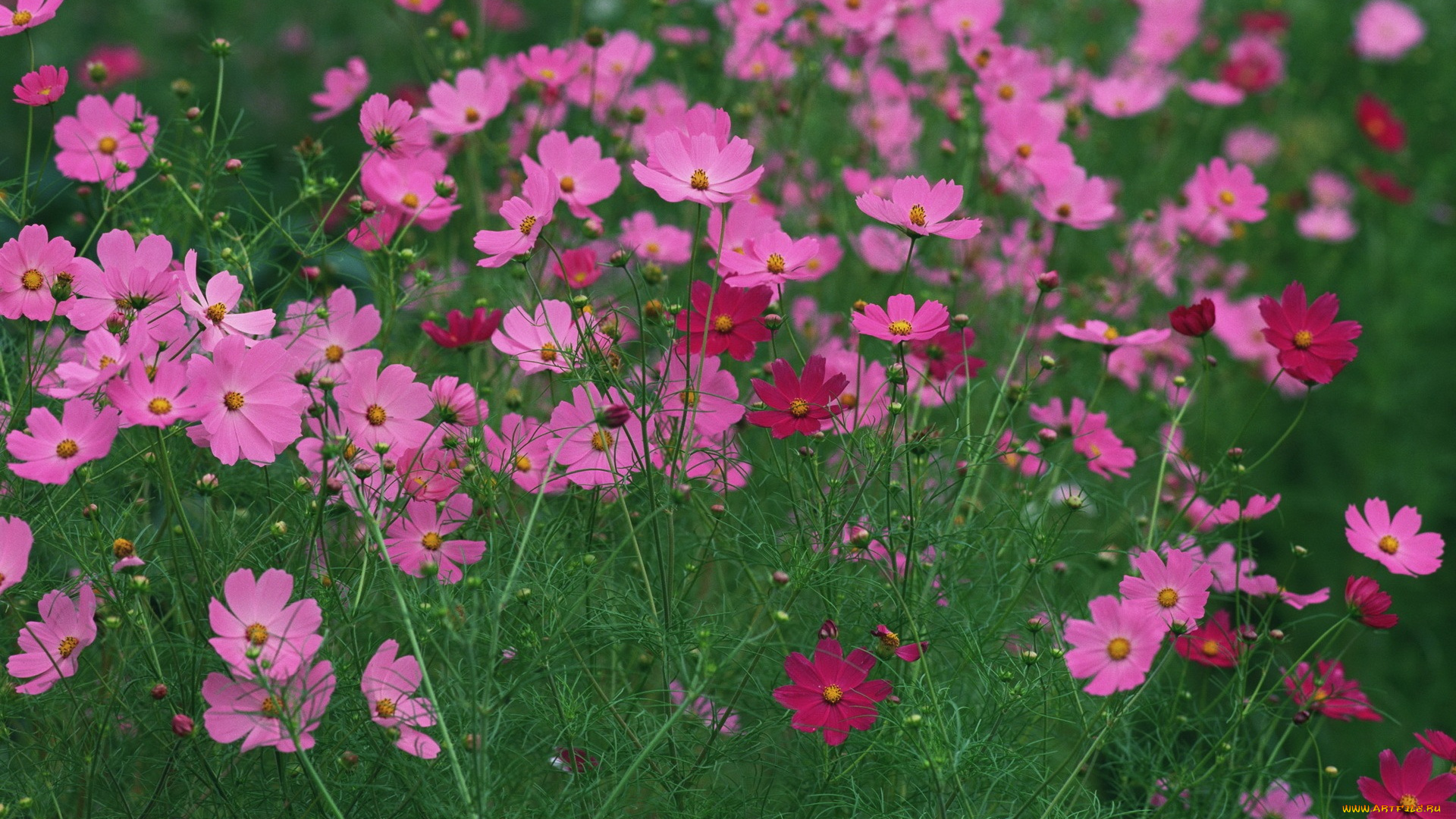 цветы, космея, зеленый, фон