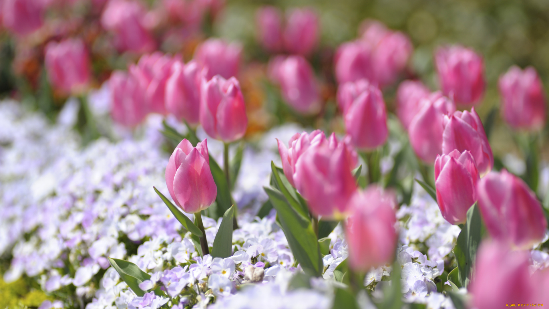 цветы, разные, вместе, тюльпаны, анютины, глазки, виола