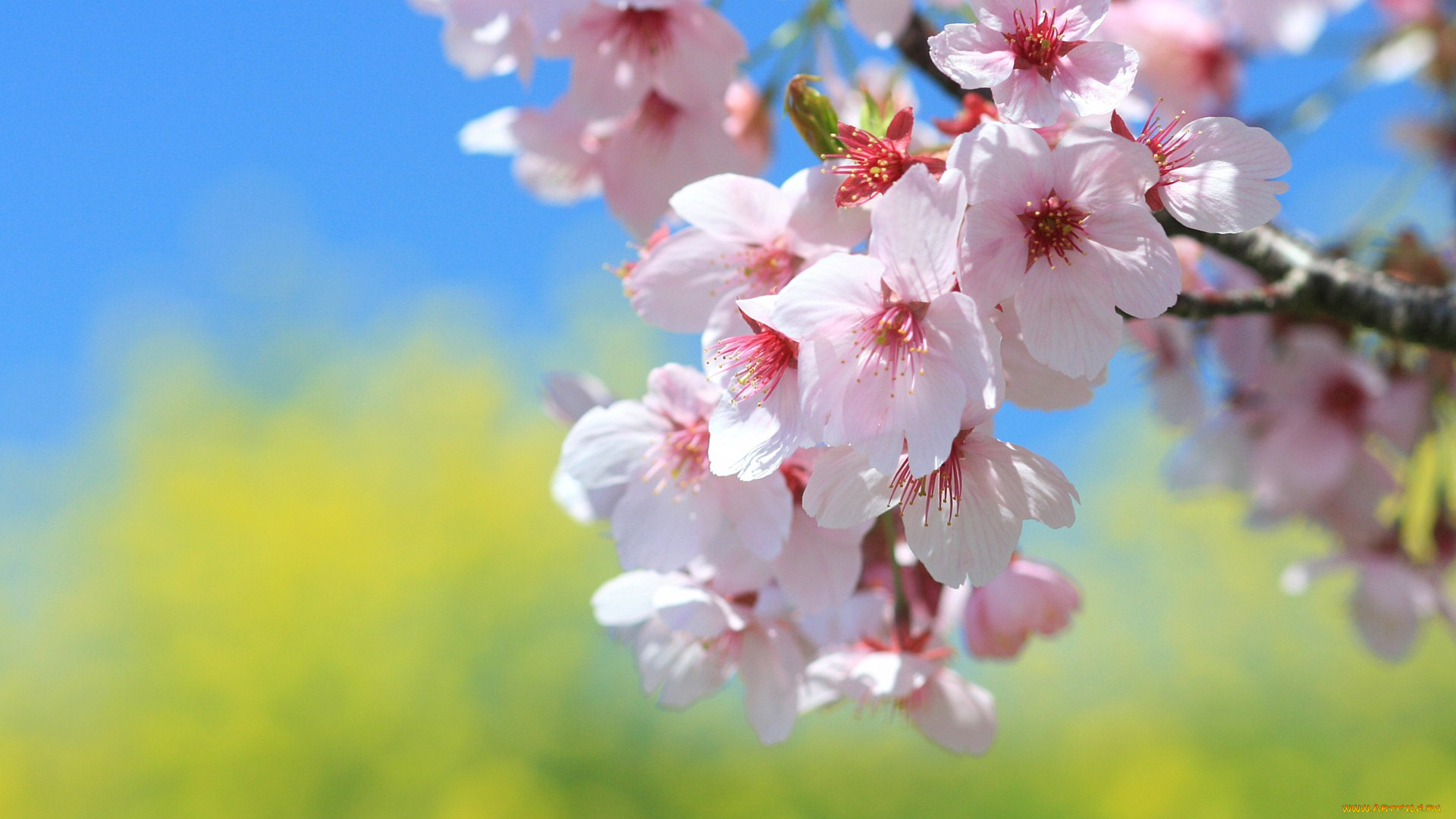 цветы, сакура, вишня, весна, ветка