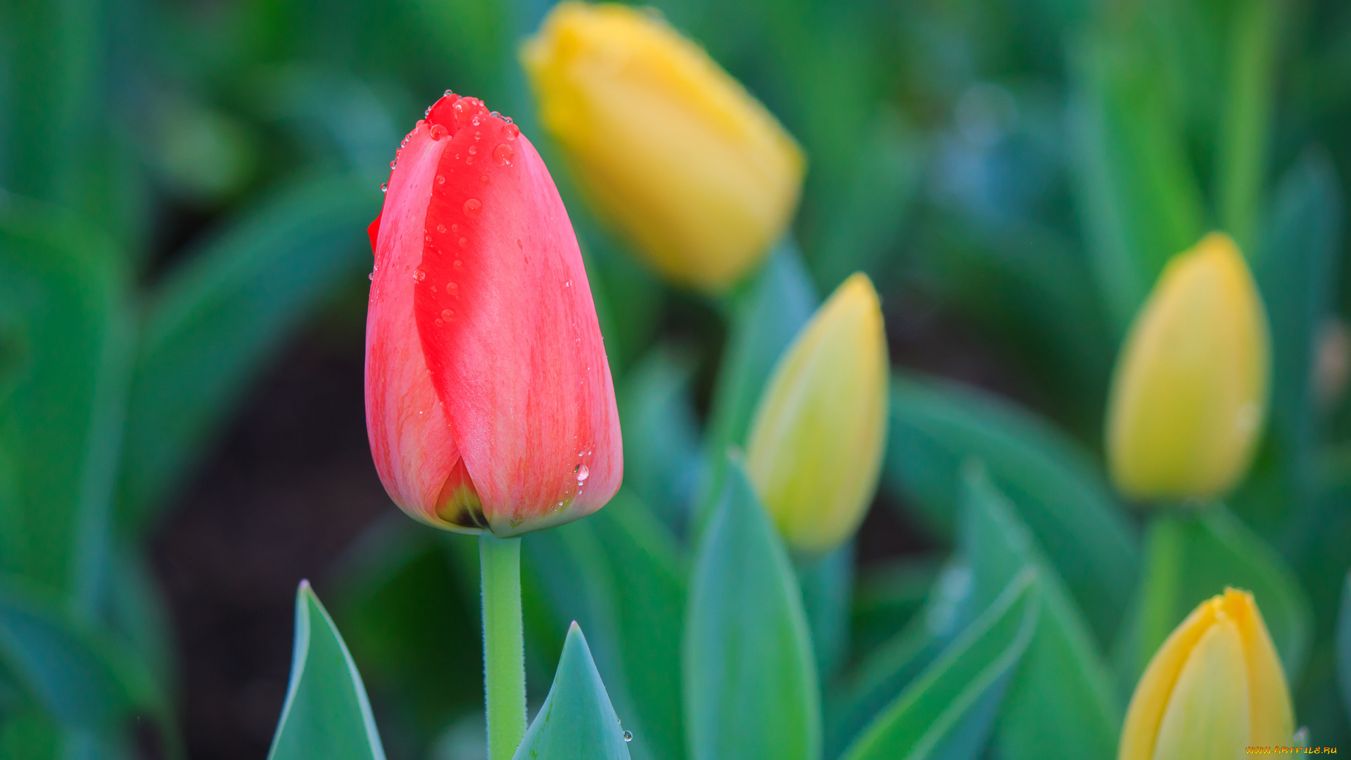 цветы, тюльпаны, бутоны