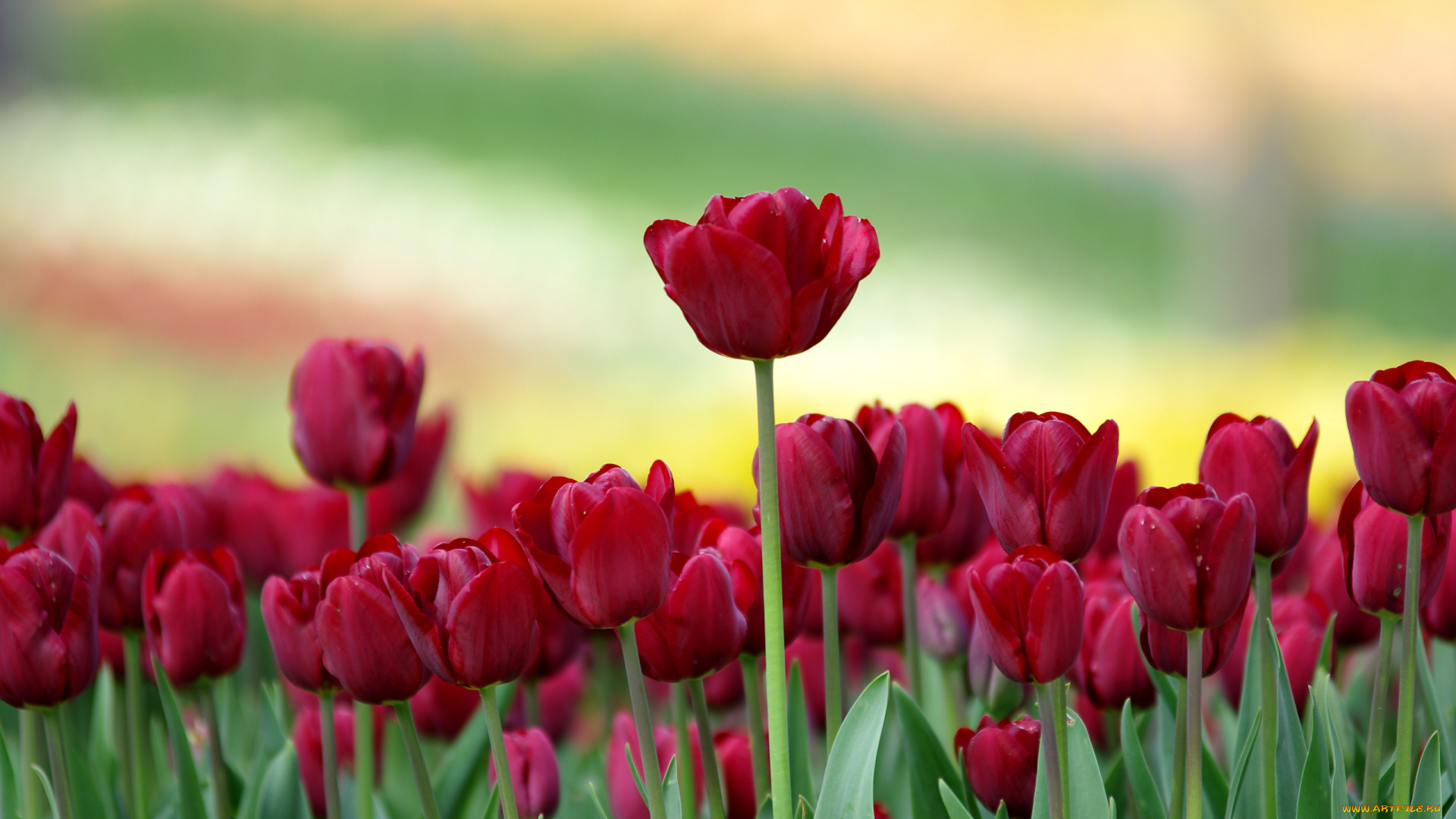 цветы, тюльпаны, бутоны, боке, размытость