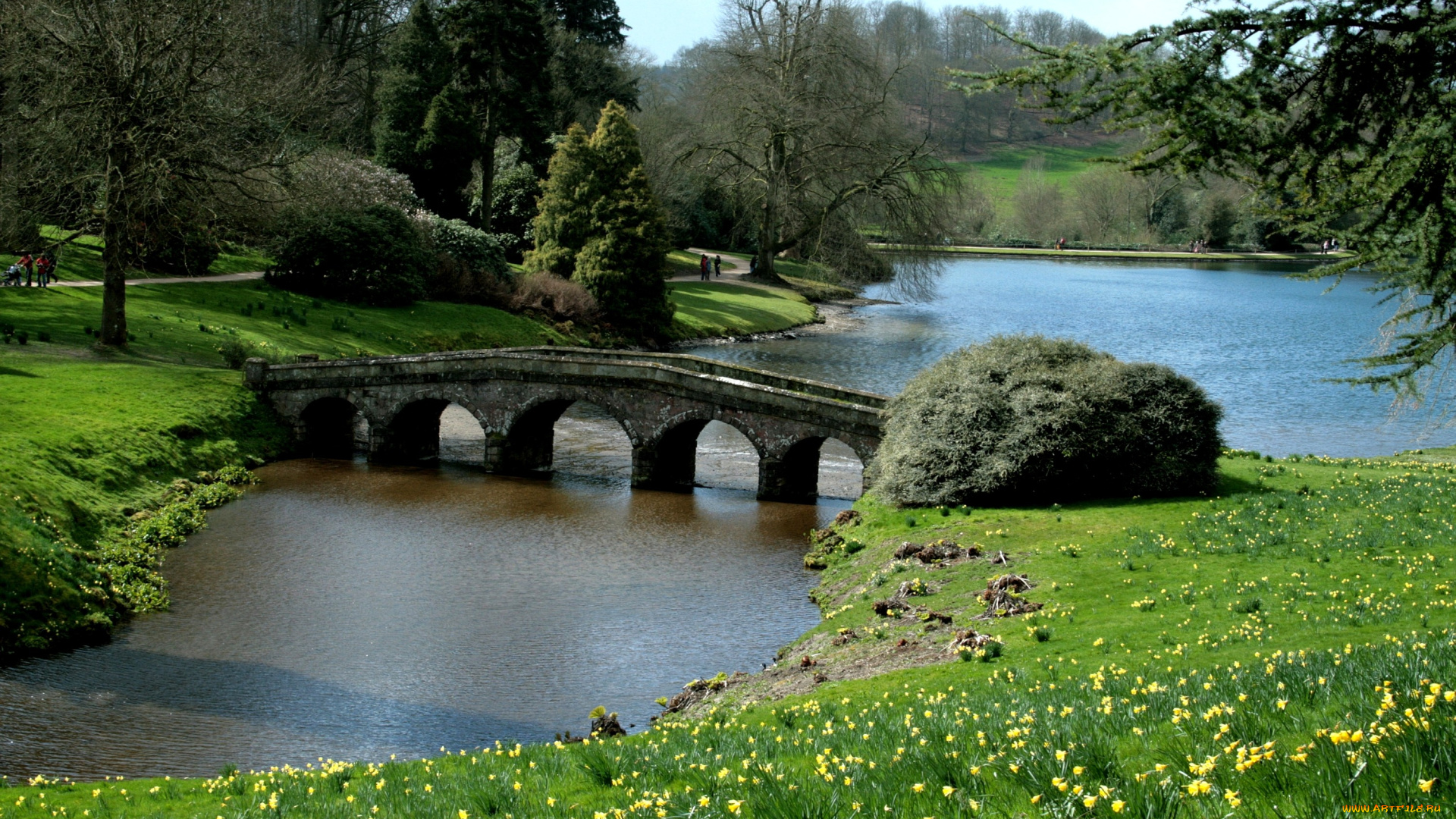 природа, парк, мост, река, деревья, нарциссы