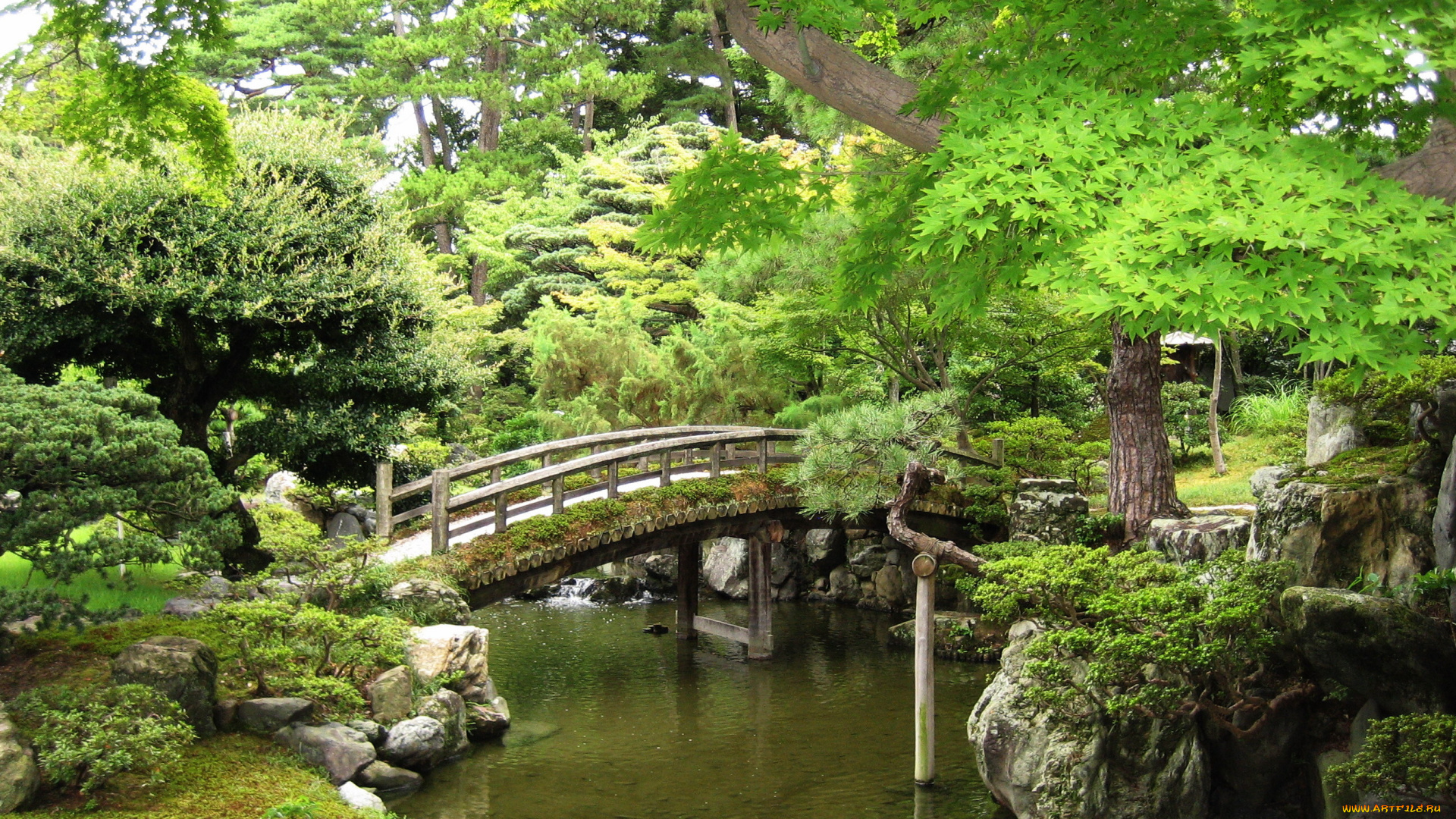 природа, парк, япония, японский, сад, зелень, мост, лето, вода