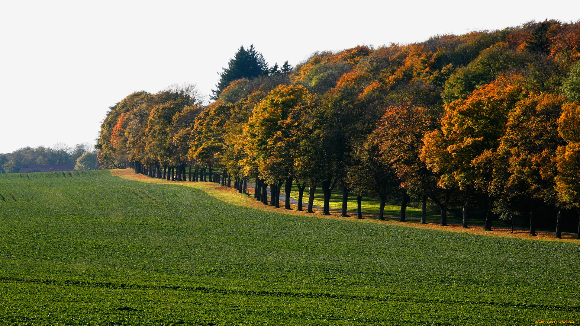 природа, поля, лето, деревья