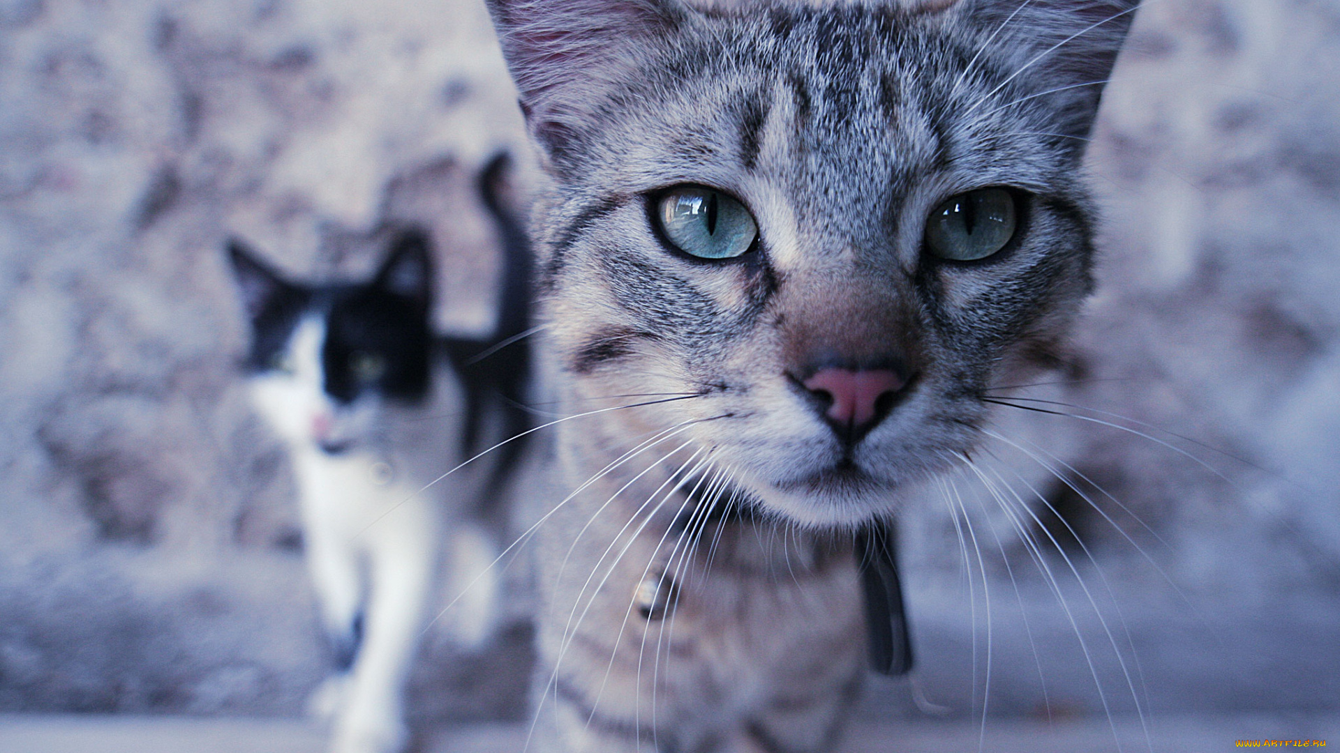 животные, коты, cat