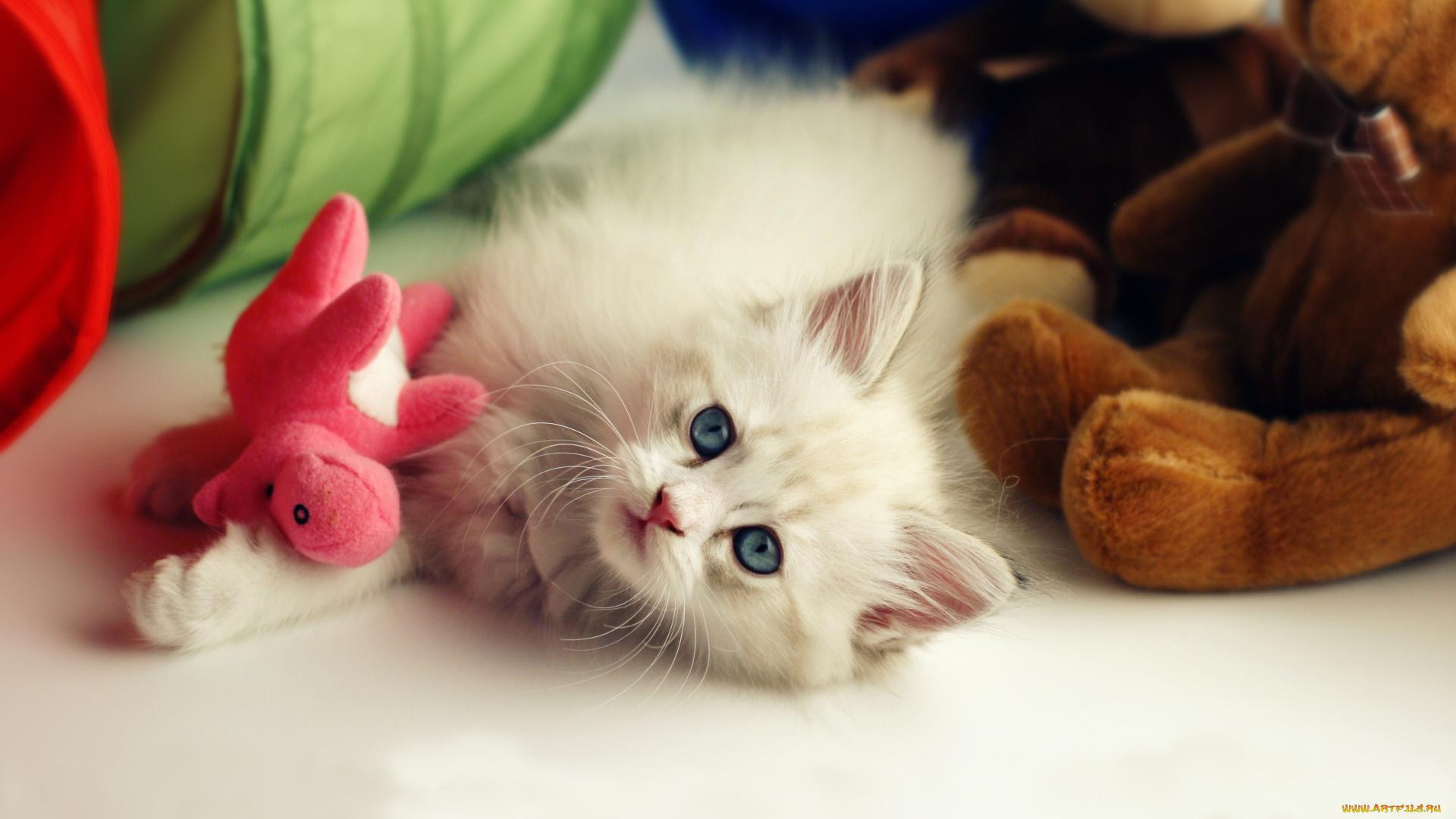 животные, коты, котёнок, игрушка