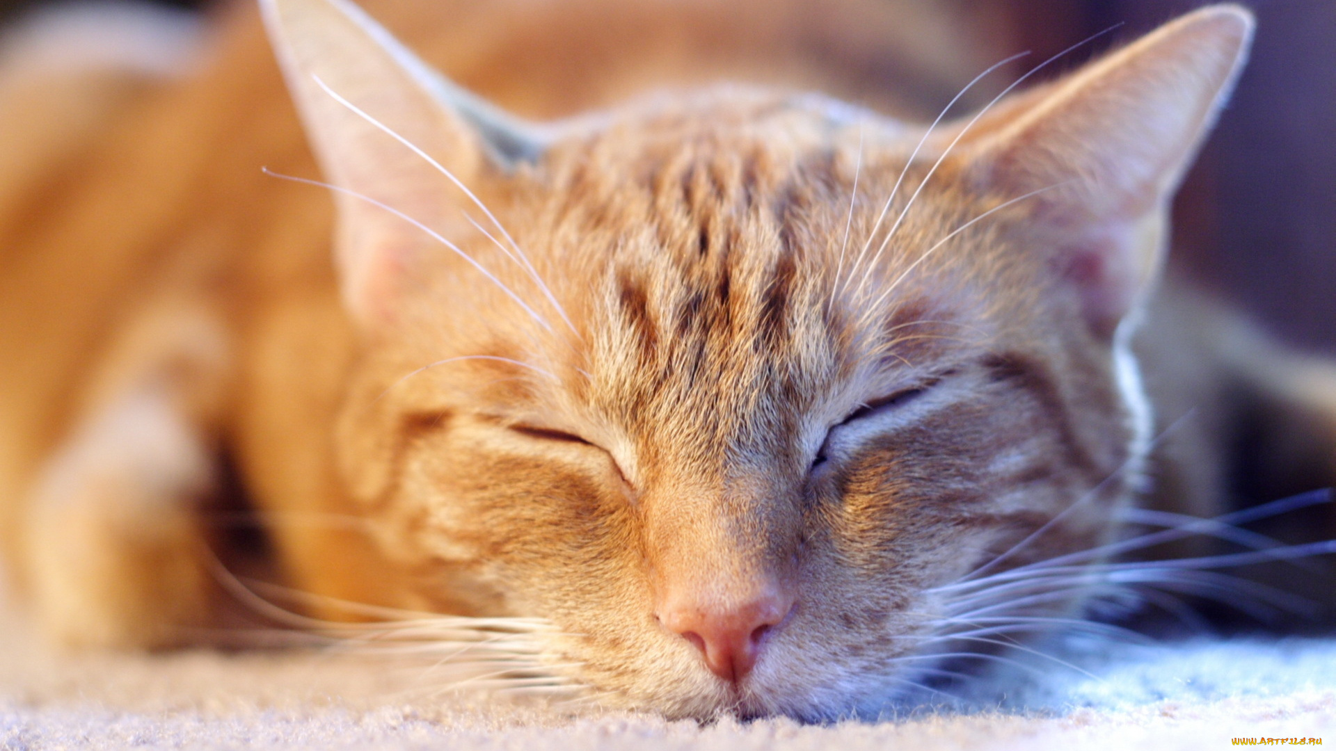 животные, коты, рыжий, кот, морда, сон