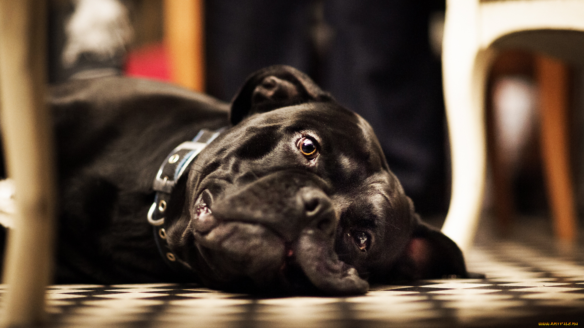 животные, собаки, пёс, морда, взгляд, грусть