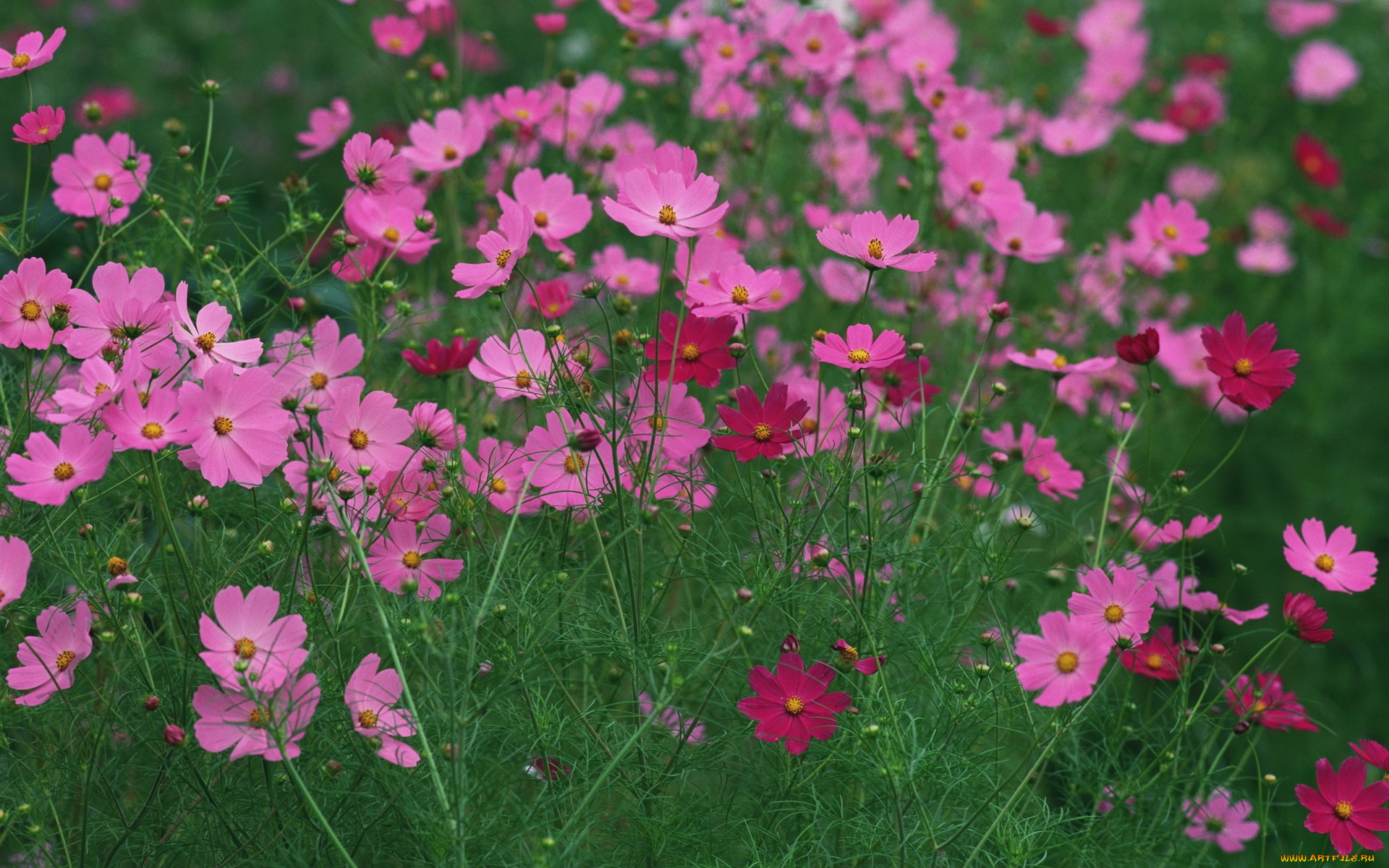 цветы, космея, зеленый, фон