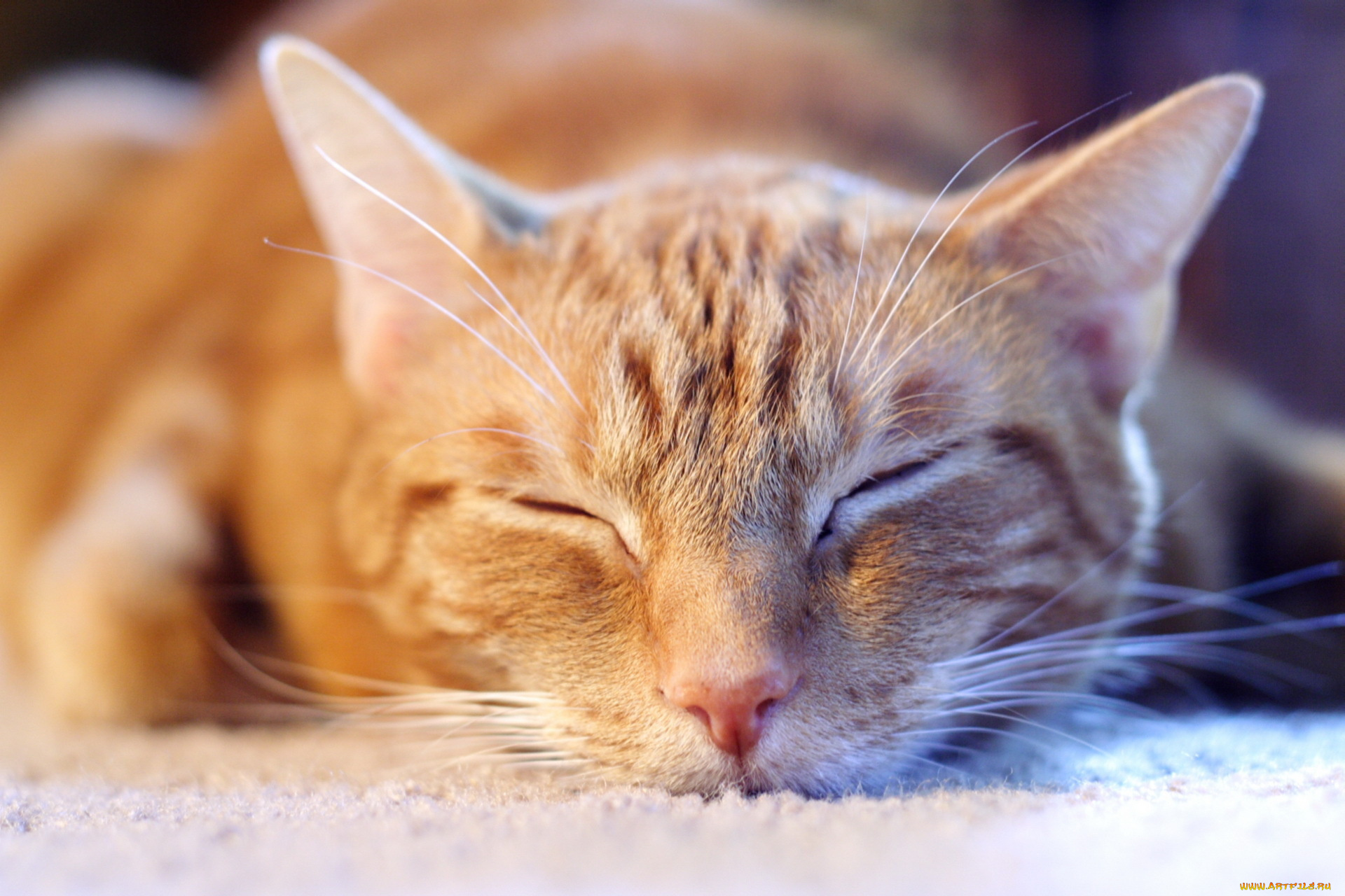 животные, коты, рыжий, кот, морда, сон