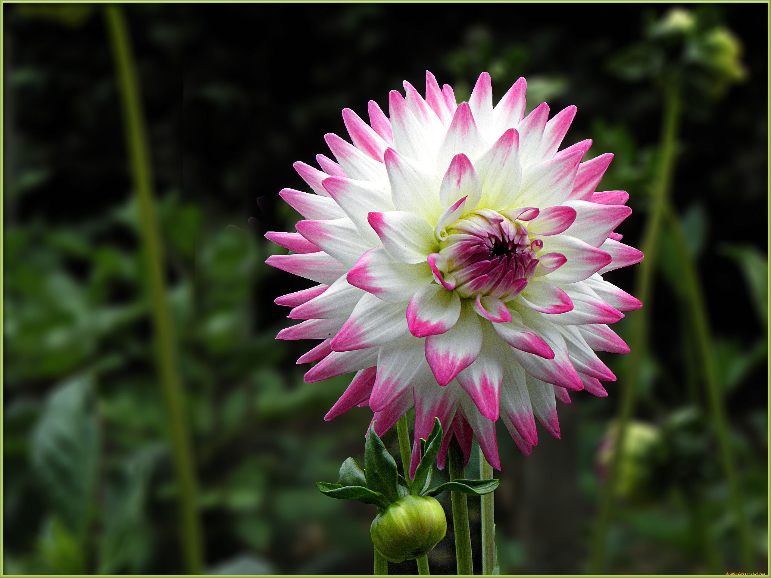 цветы, георгины, лепестки