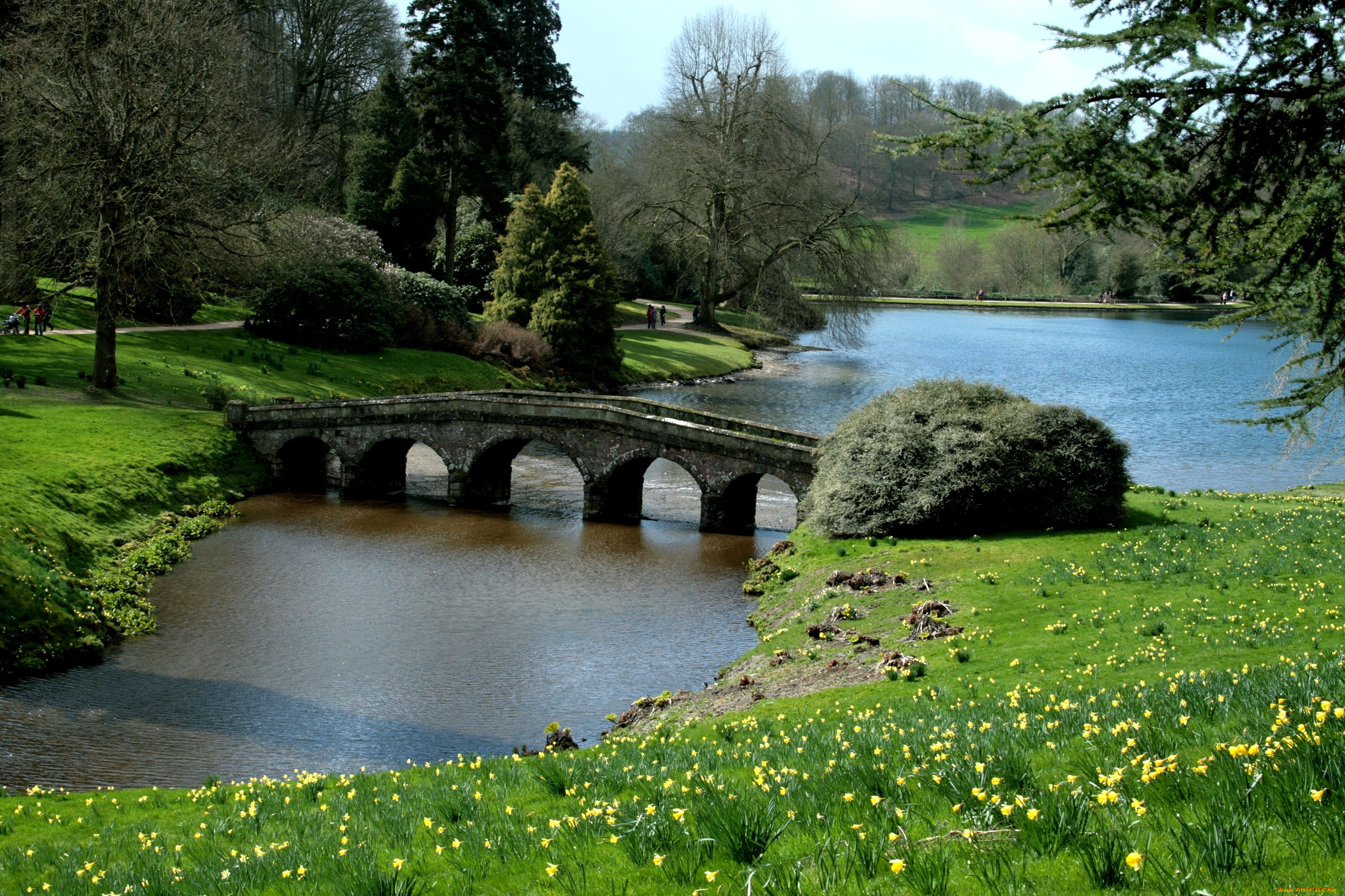 природа, парк, мост, река, деревья, нарциссы