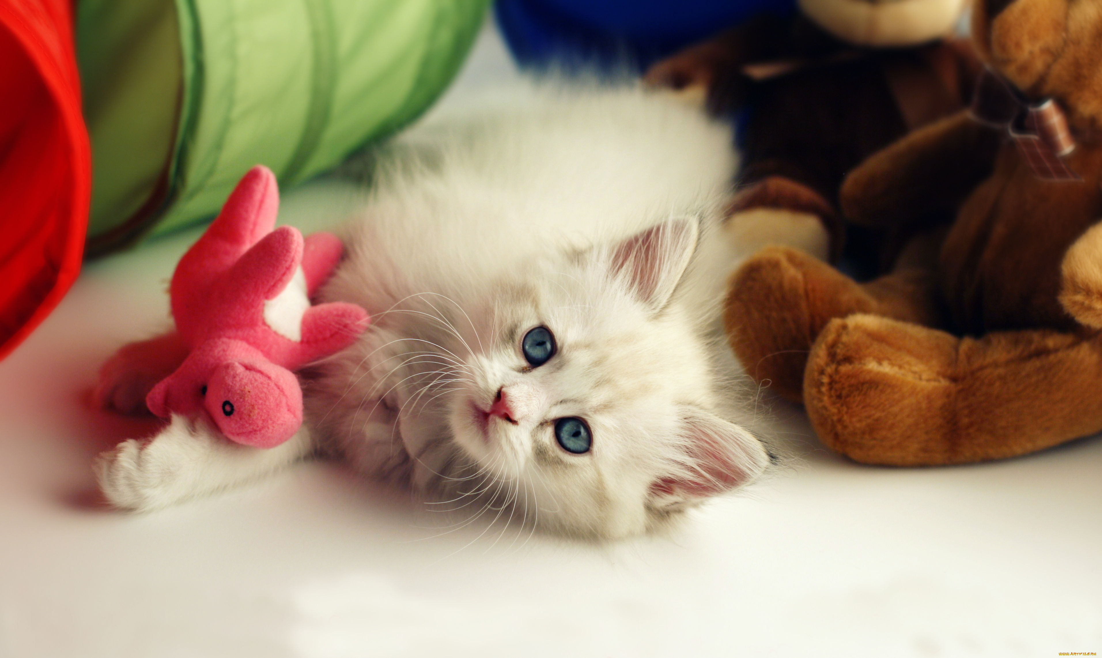 животные, коты, котёнок, игрушка