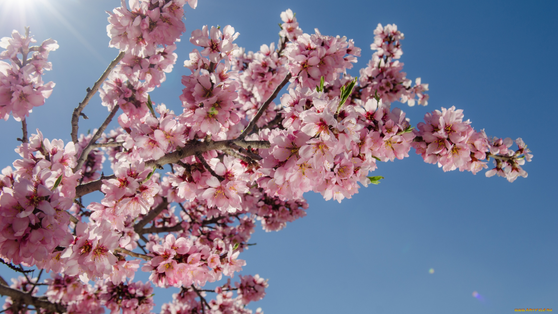 цветы, цветущие, деревья, , , кустарники, весна