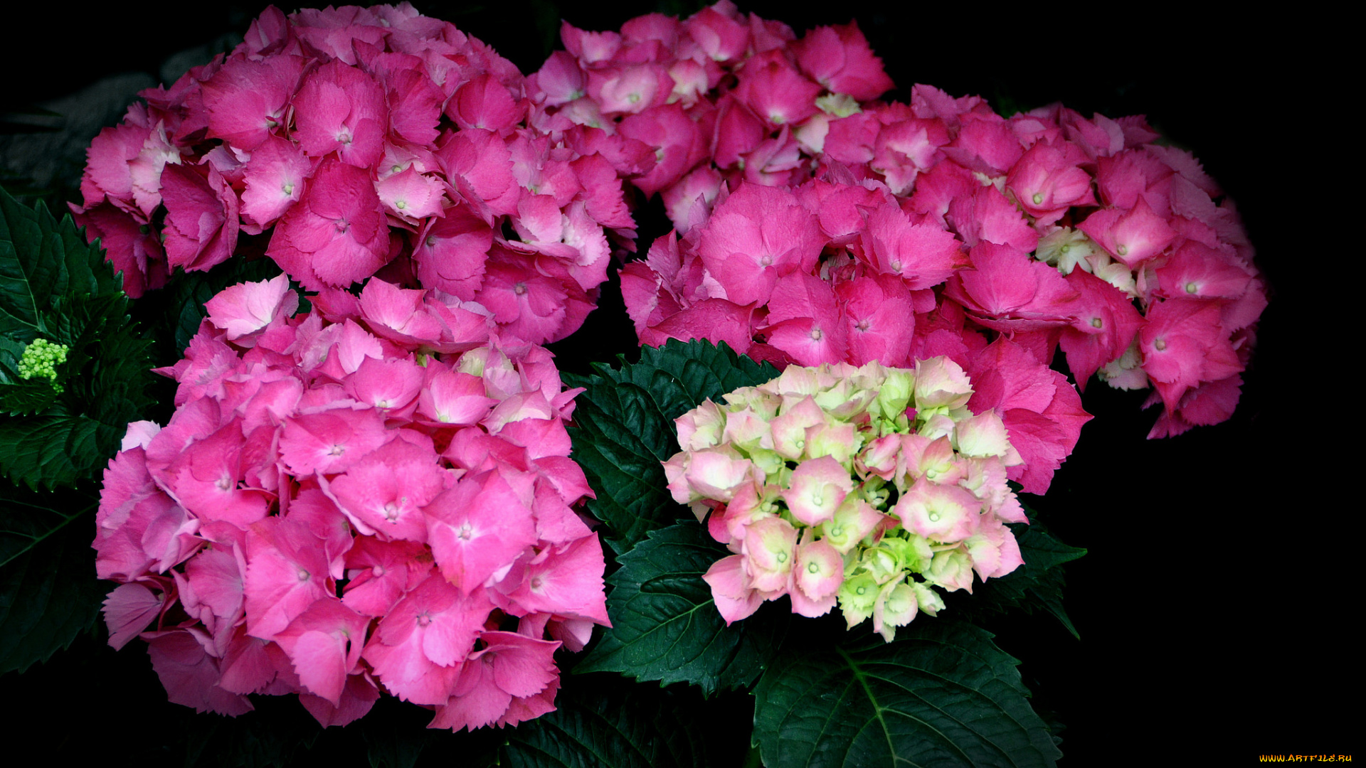 цветы, гортензия, розовый