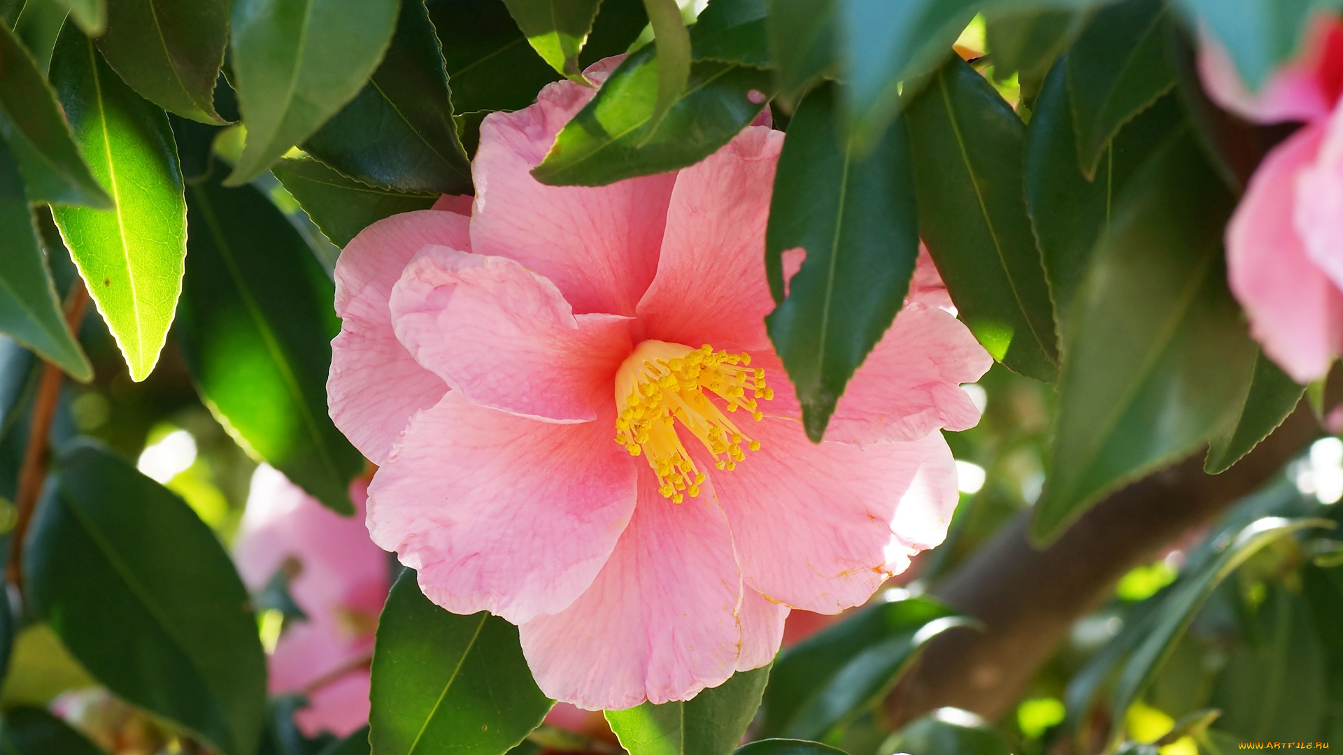 цветы, камелии, розовый