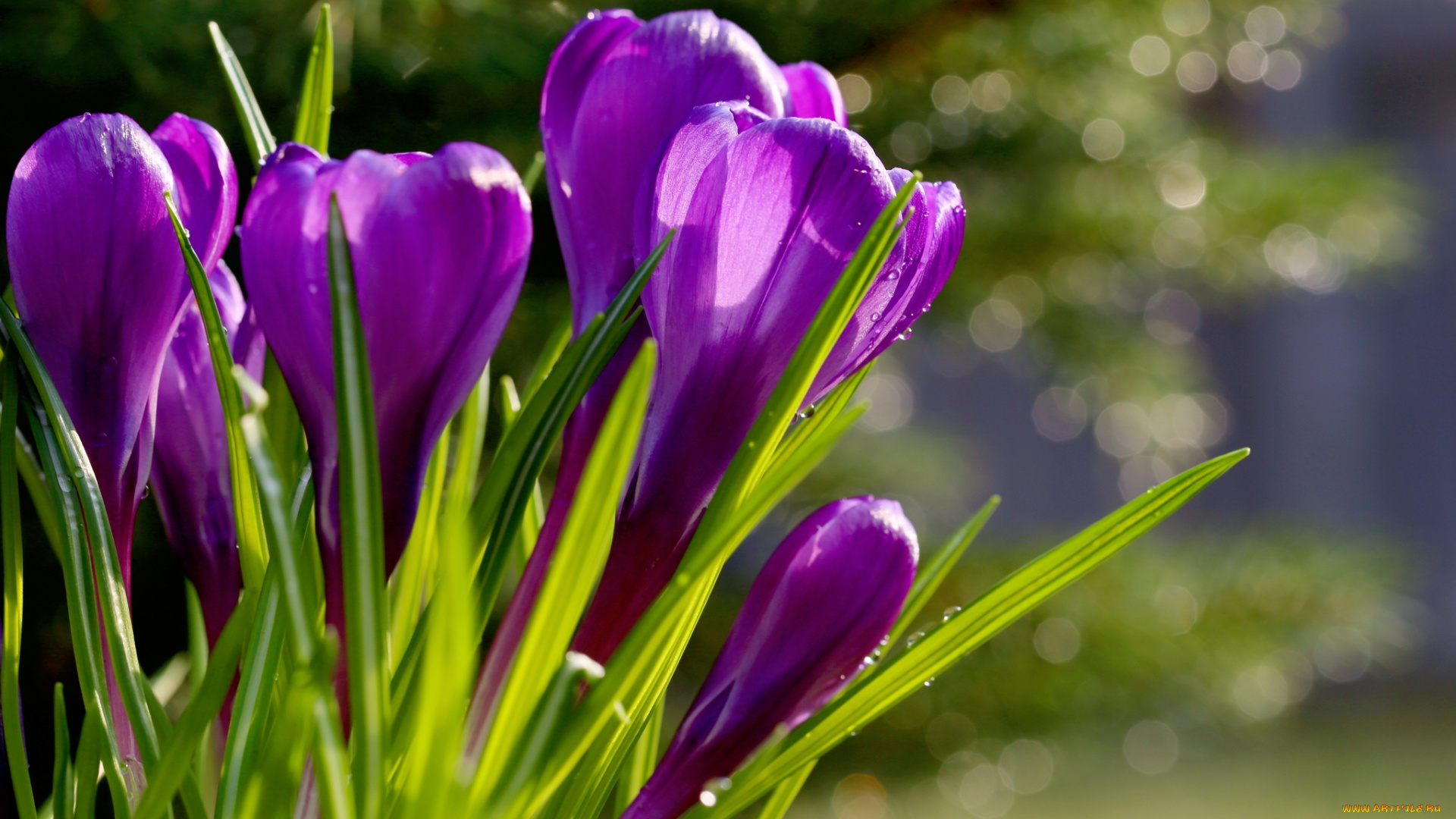 цветы, крокусы