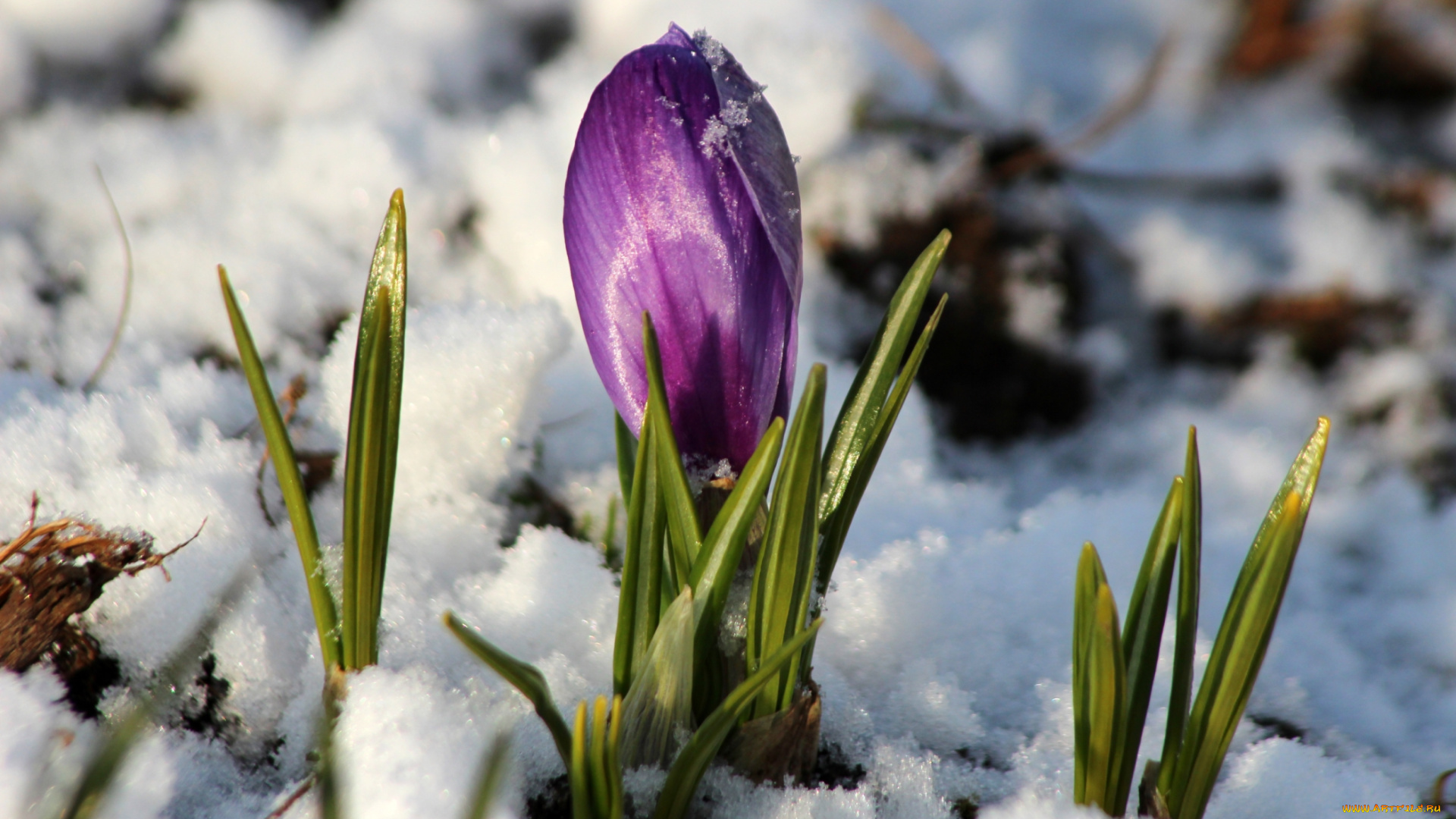 цветы, крокусы, снег, бутон