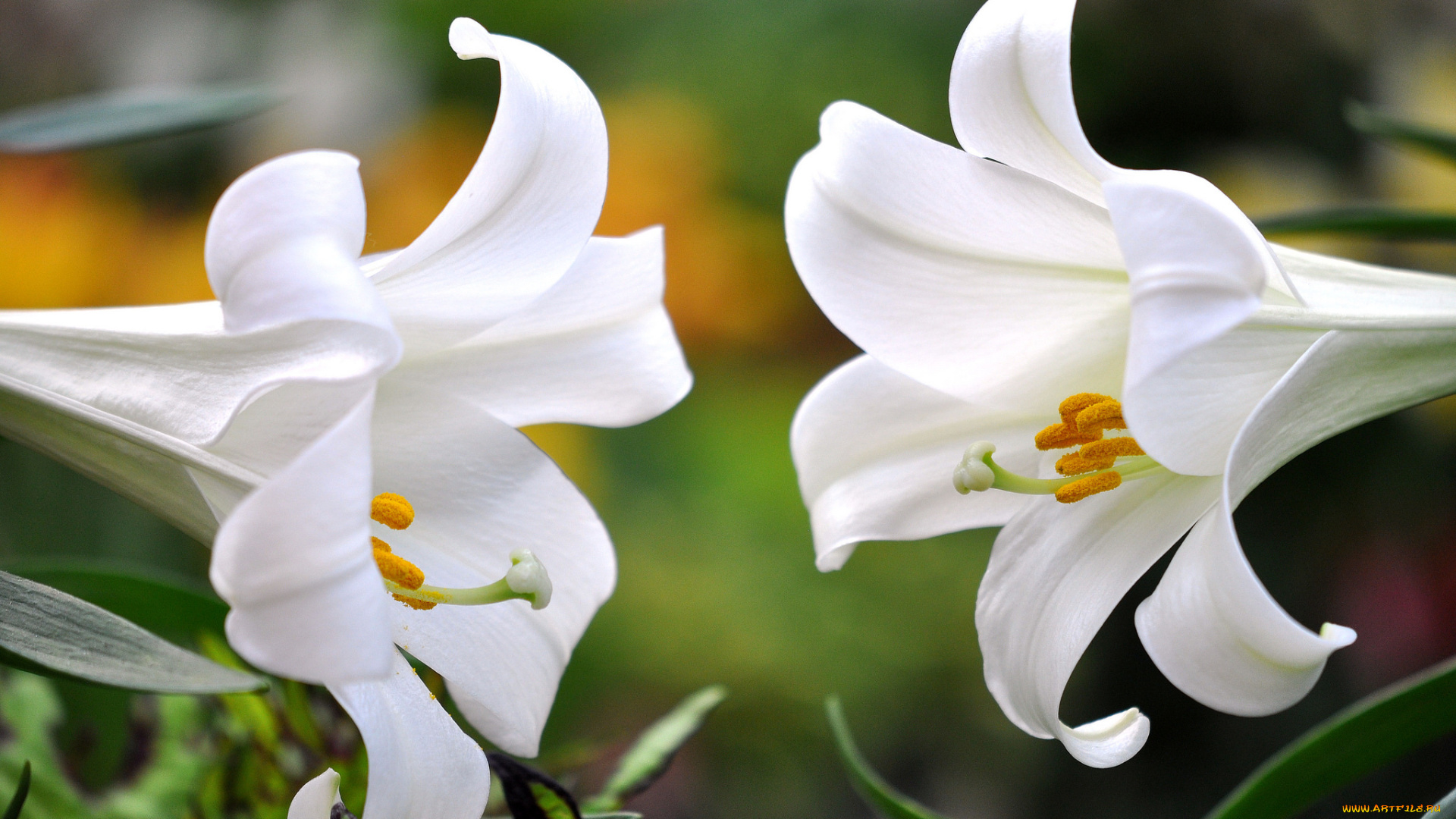 цветы, лилии, , лилейники, макро