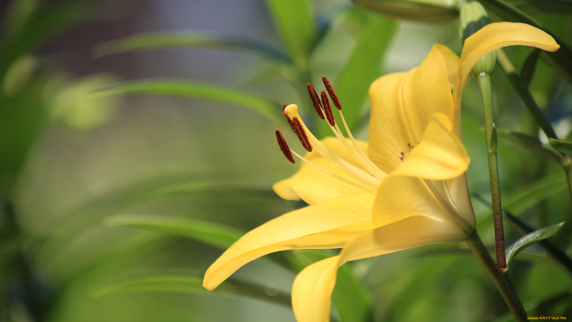 цветы, лилии, , лилейники, желтый